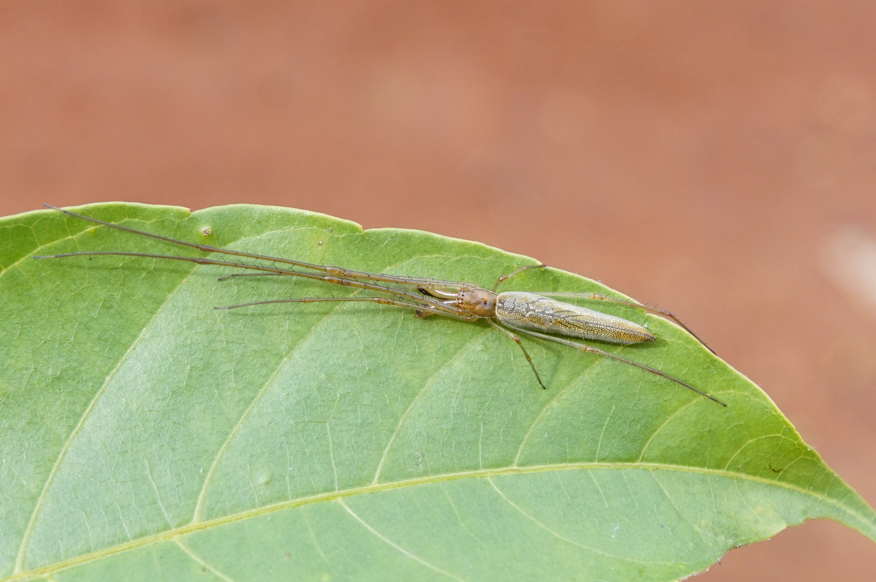 Tetragnatha Sp 7946