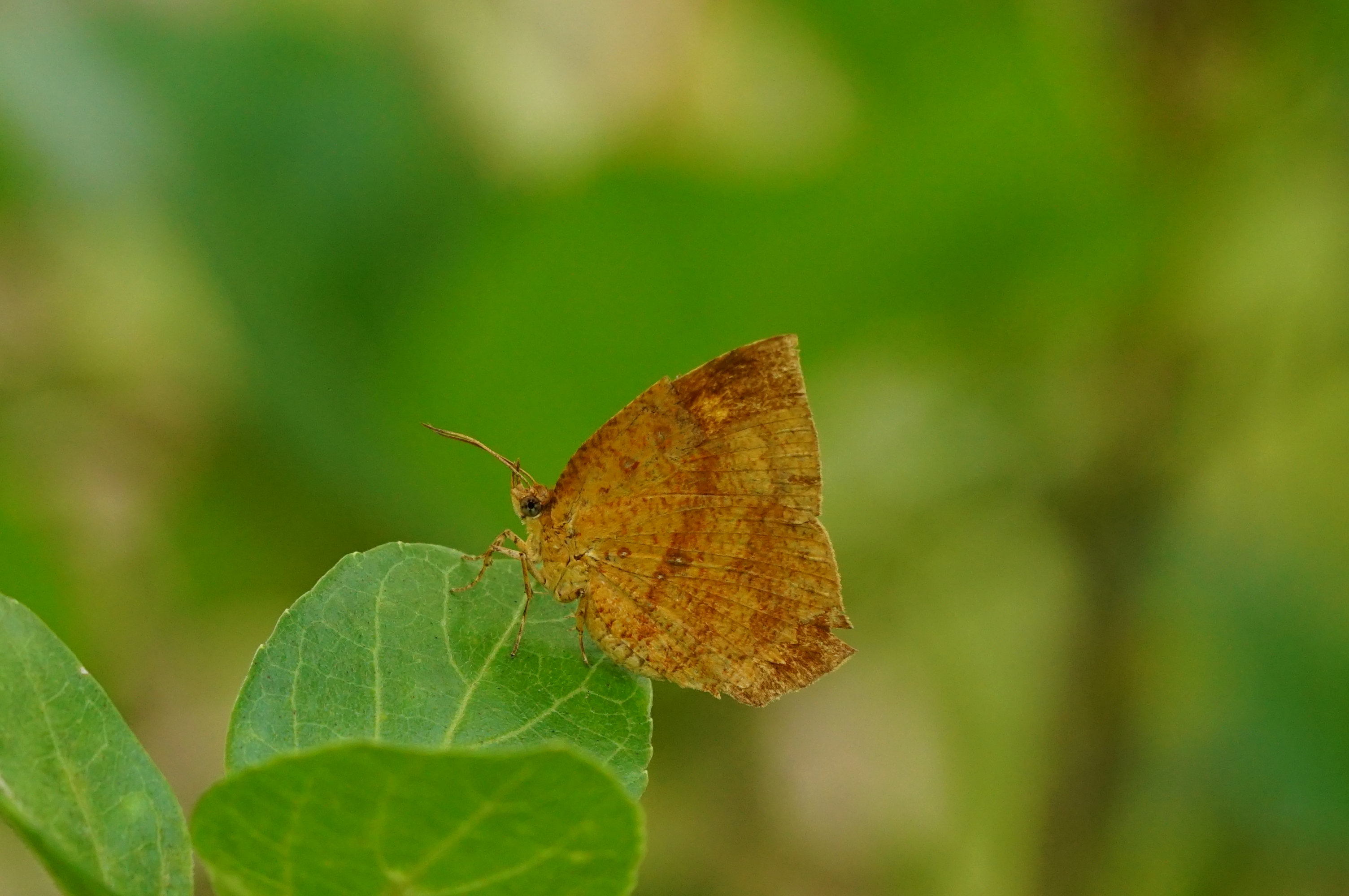 Tetragonus catamitus09393