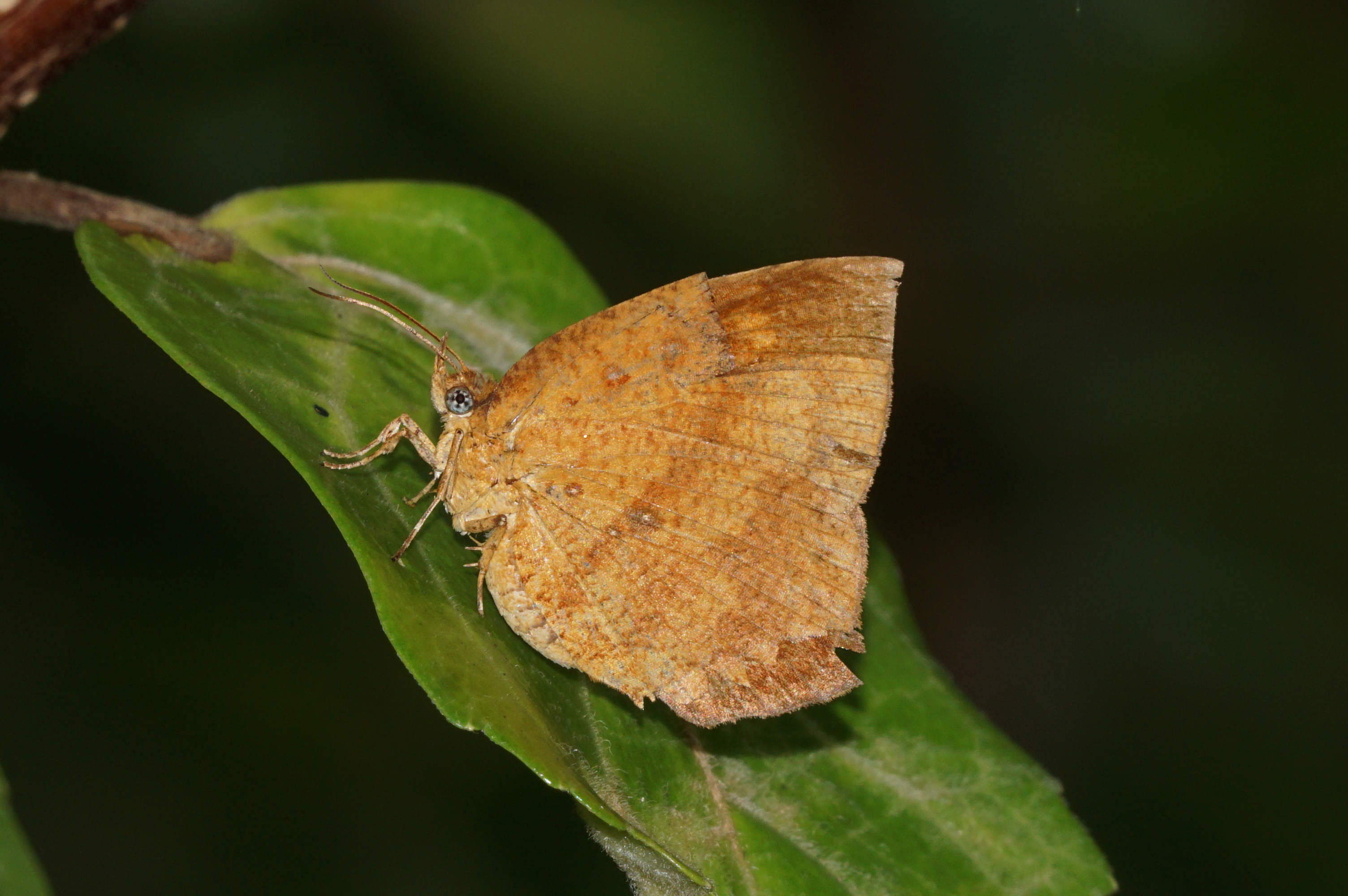 Tetragonus catamitus 09434