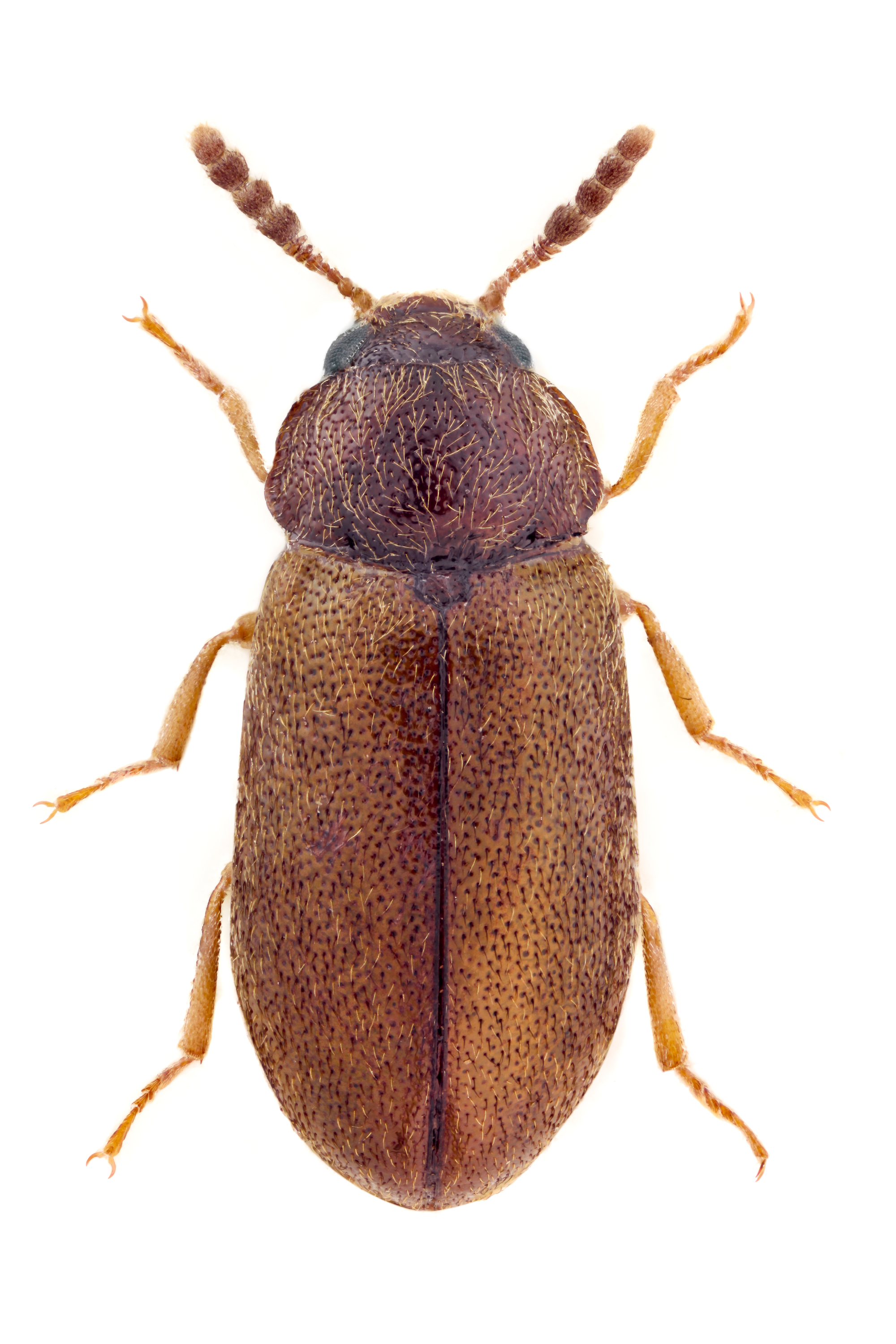 Tetratoma desmarestii