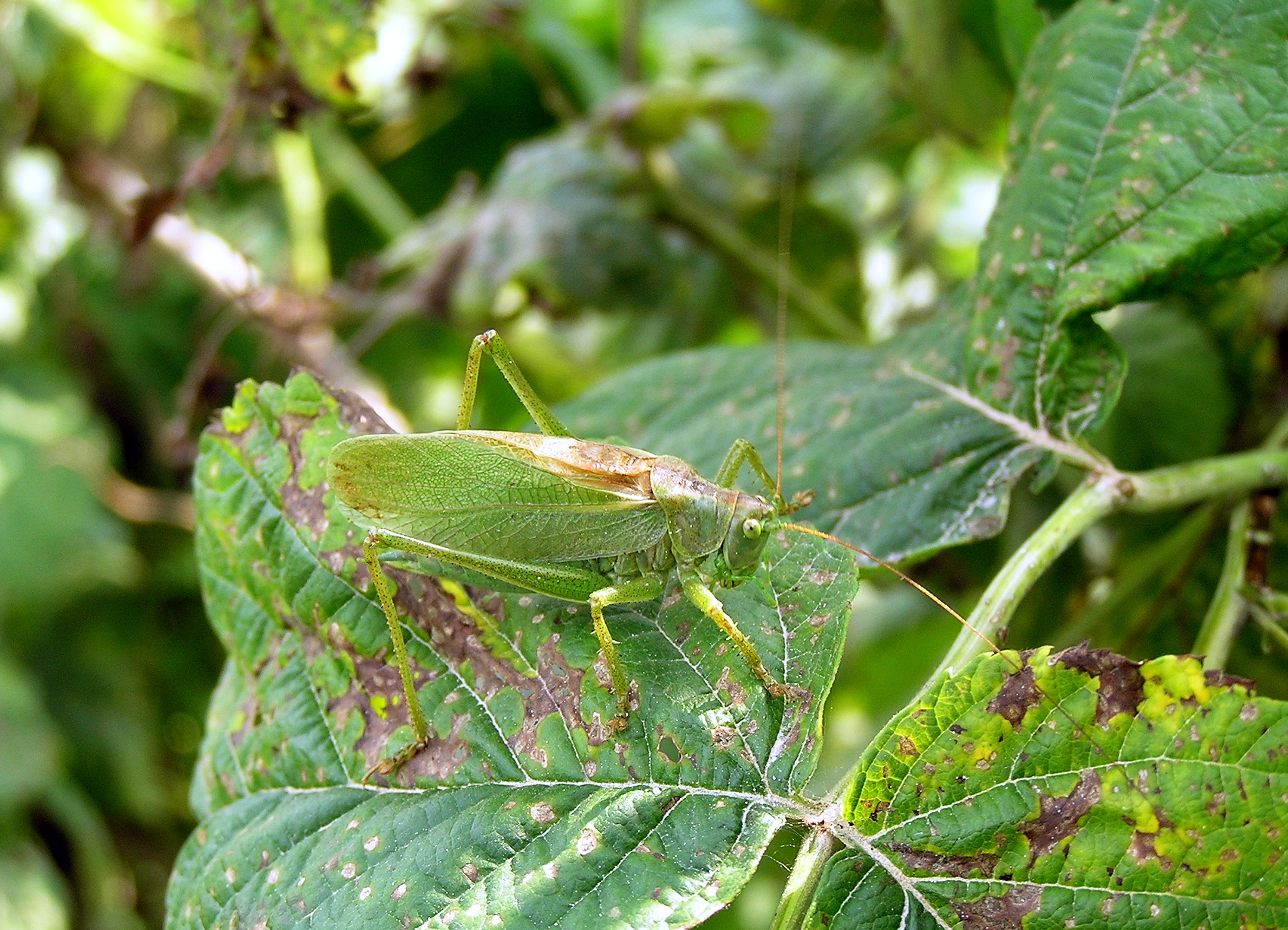 Tettigonia cantans Harilik lauluritsikas estonia