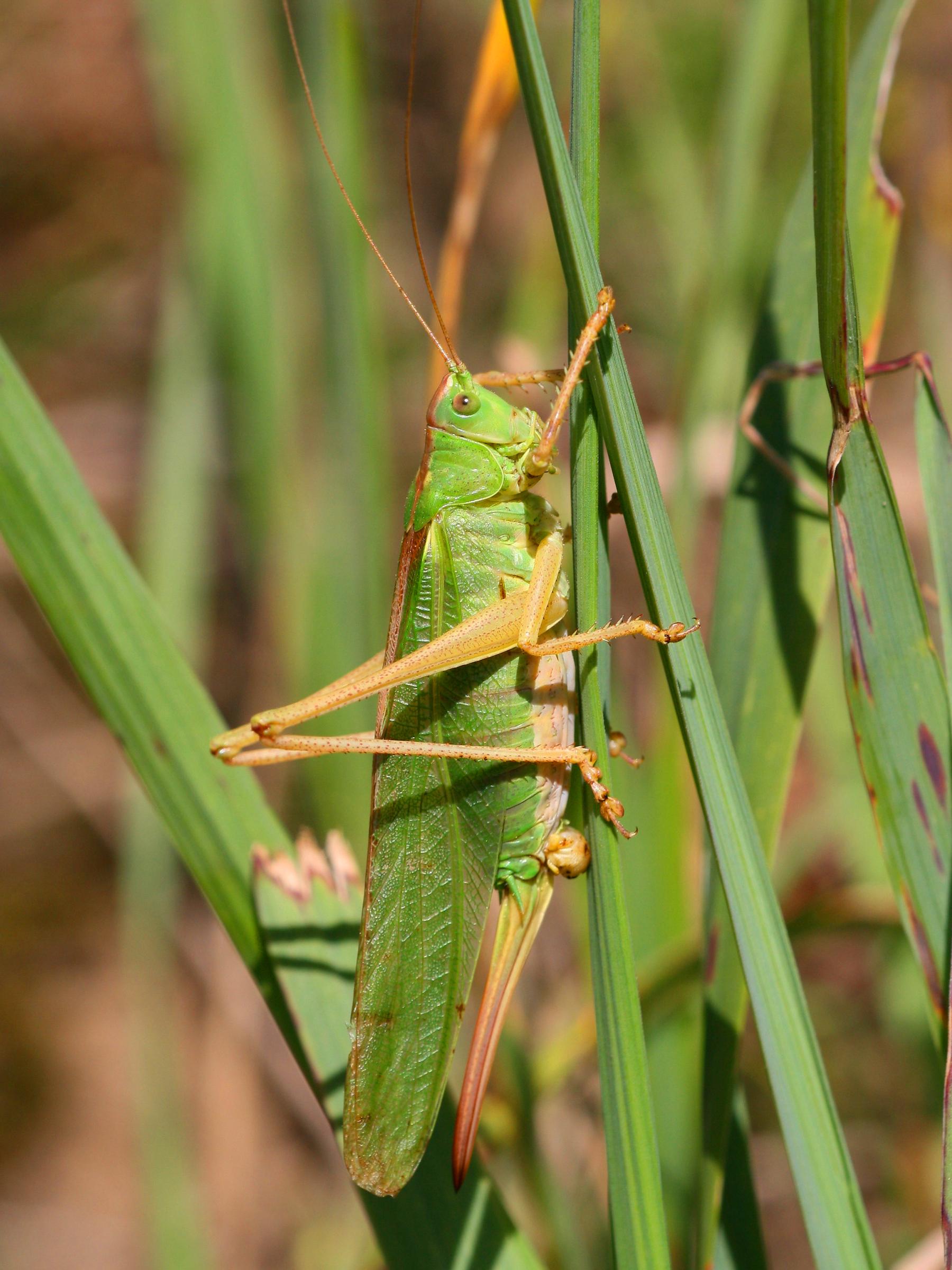 Tettigonia viridissima