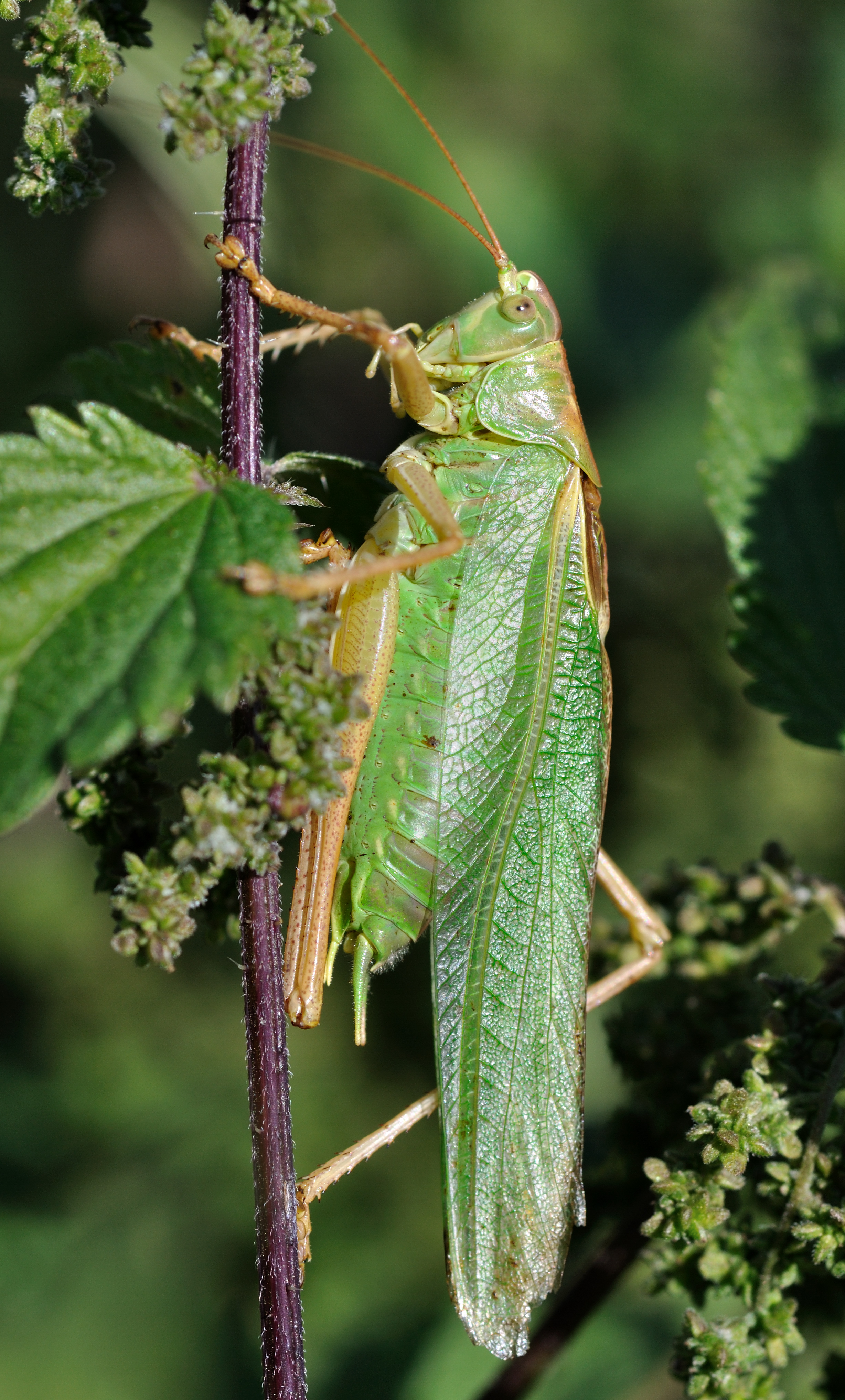 Tettigonia viridissima qtl4