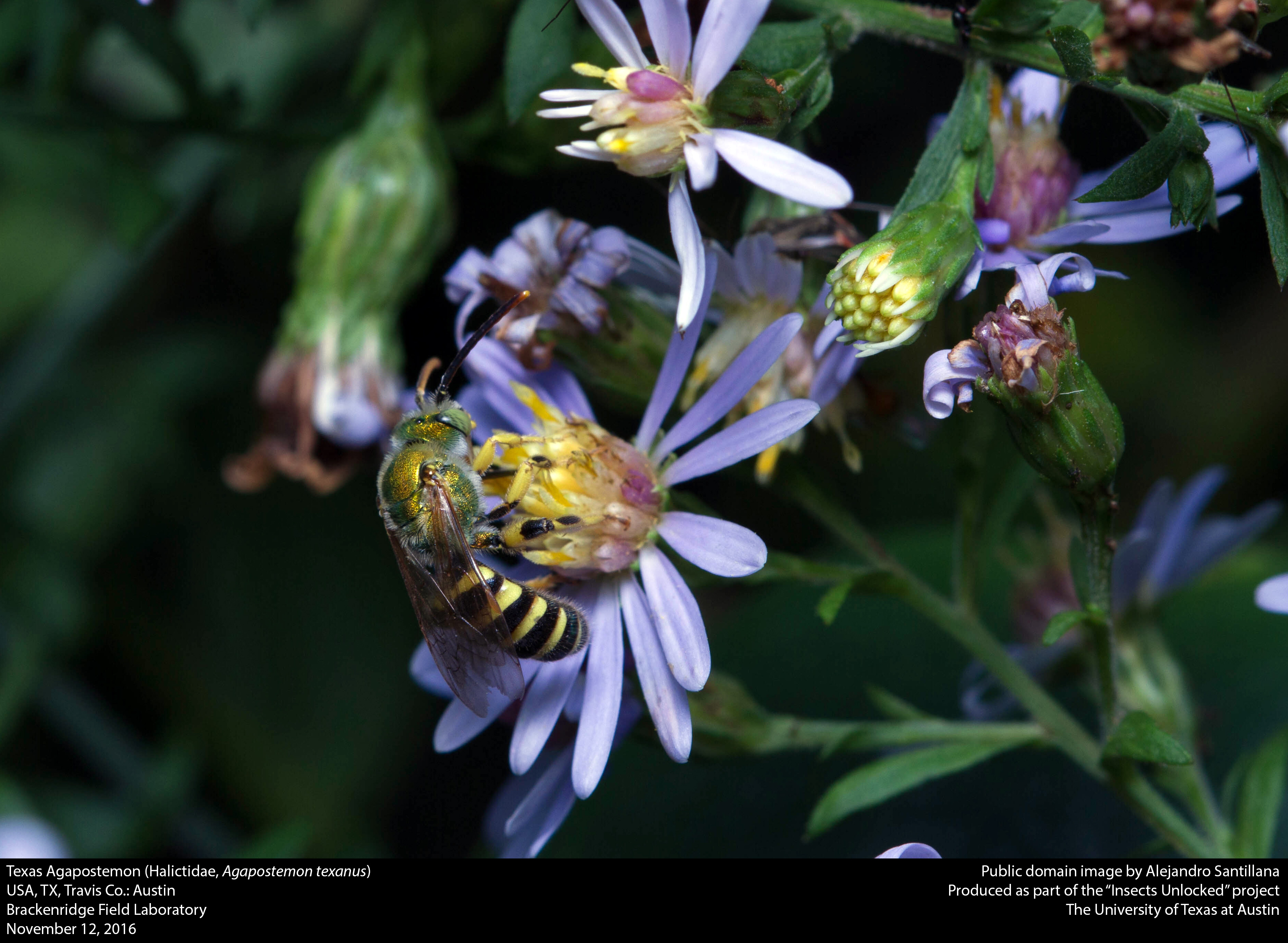Texas Agapostemon (Halictidae, Agapostemon texanus) (30941172200)