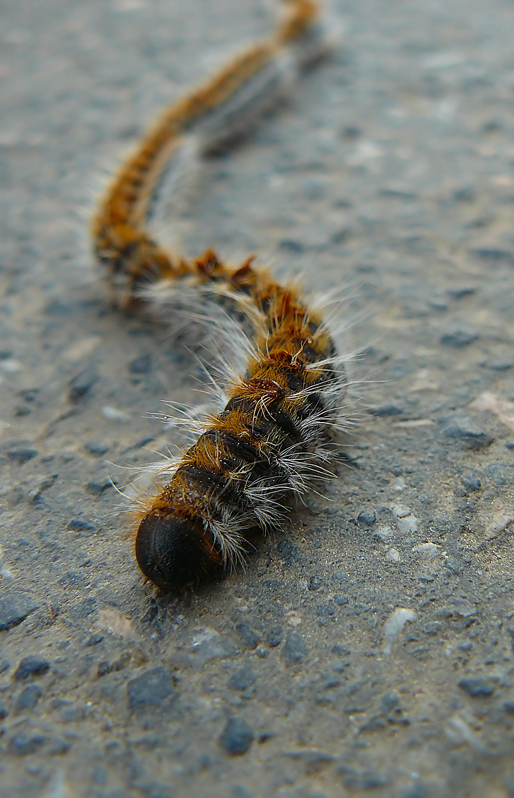 Thaumetopoea pityocampa Galiza