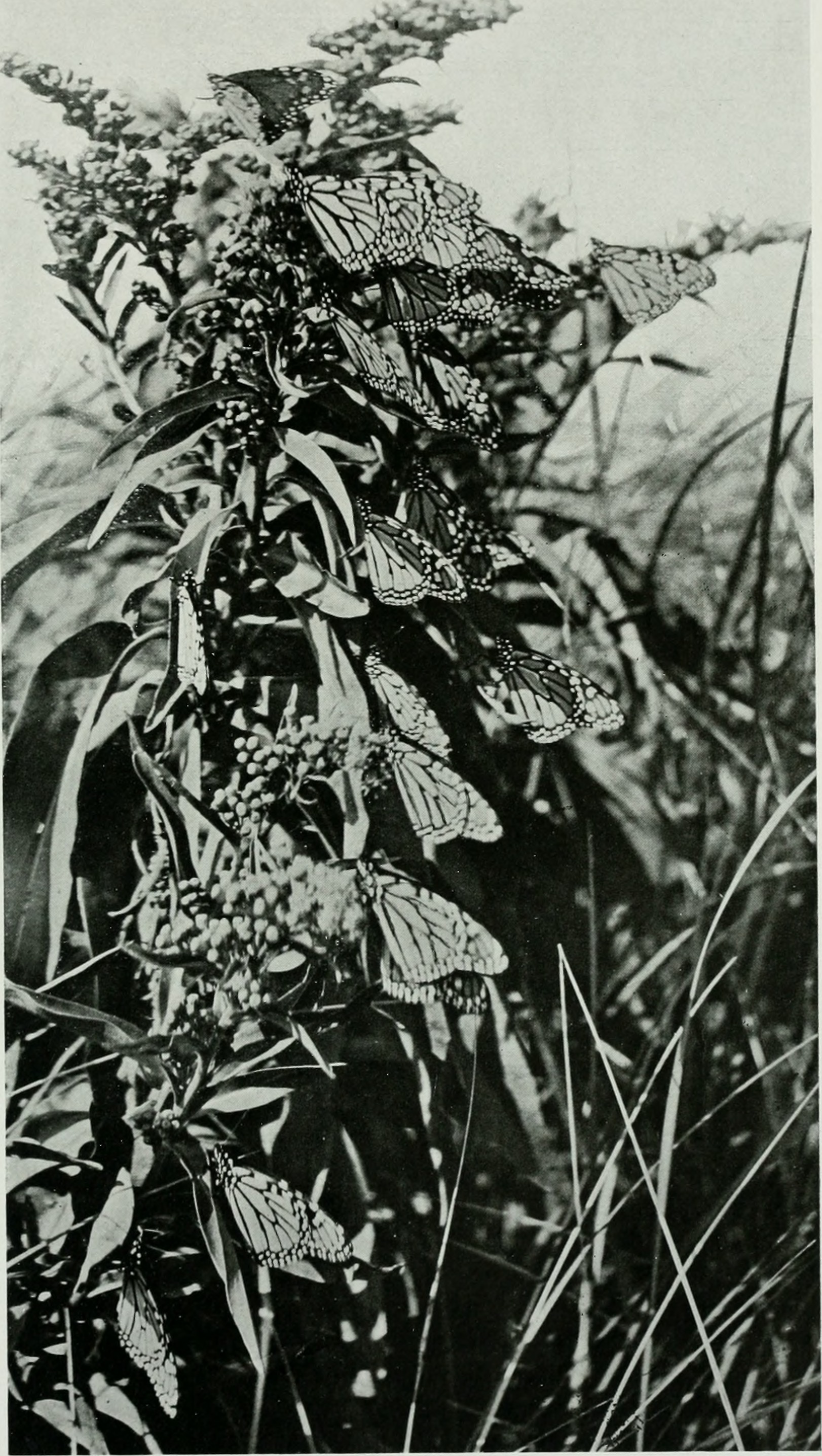 The American Museum journal (c1900-(1918)) (17537549904)