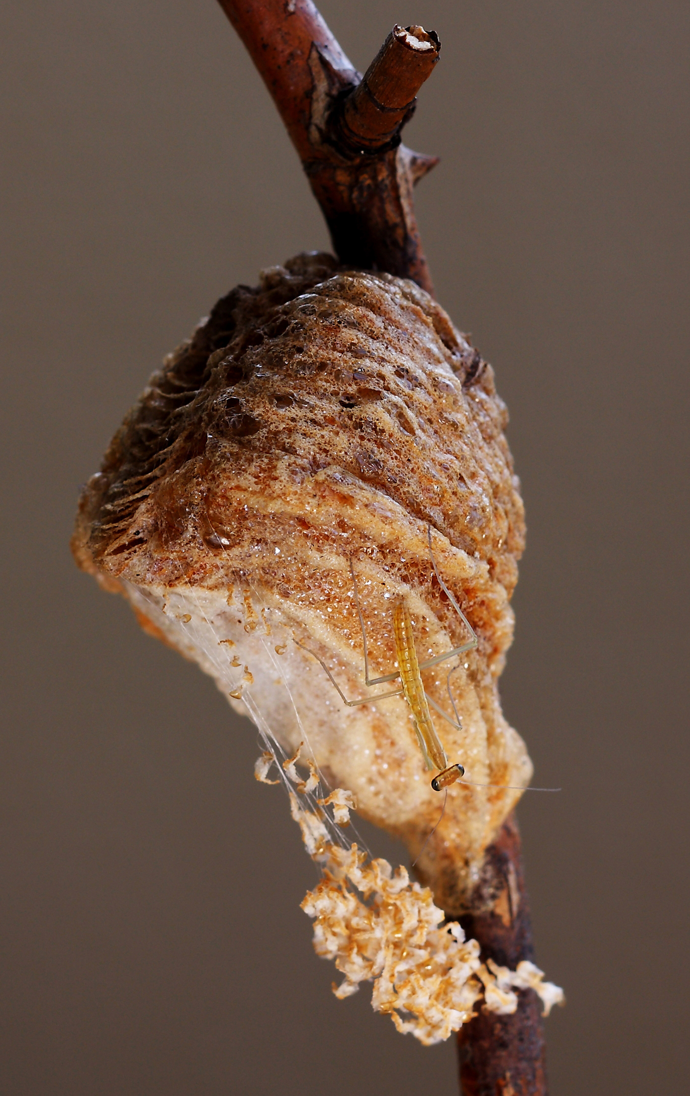 The birth of the Mantid 0521