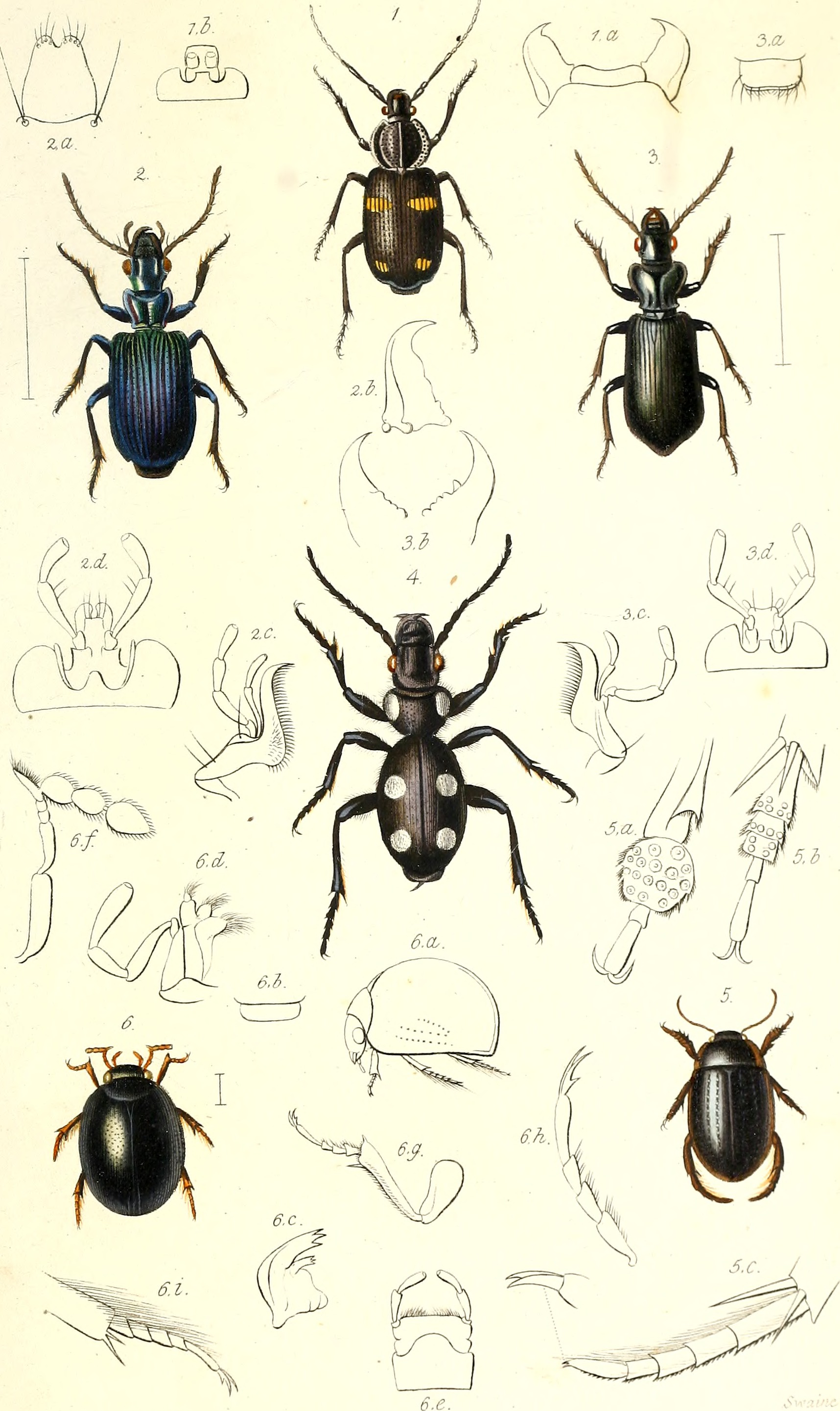 The coleopterist's manual (1837) (20040449474)
