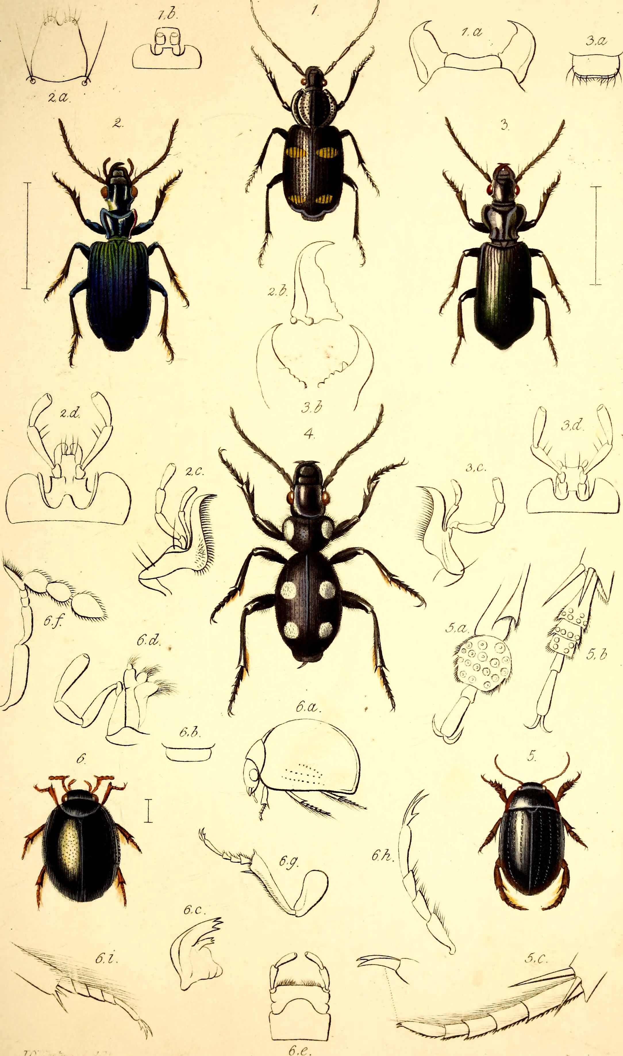 The coleopterist's manual (1837) (20040468224)