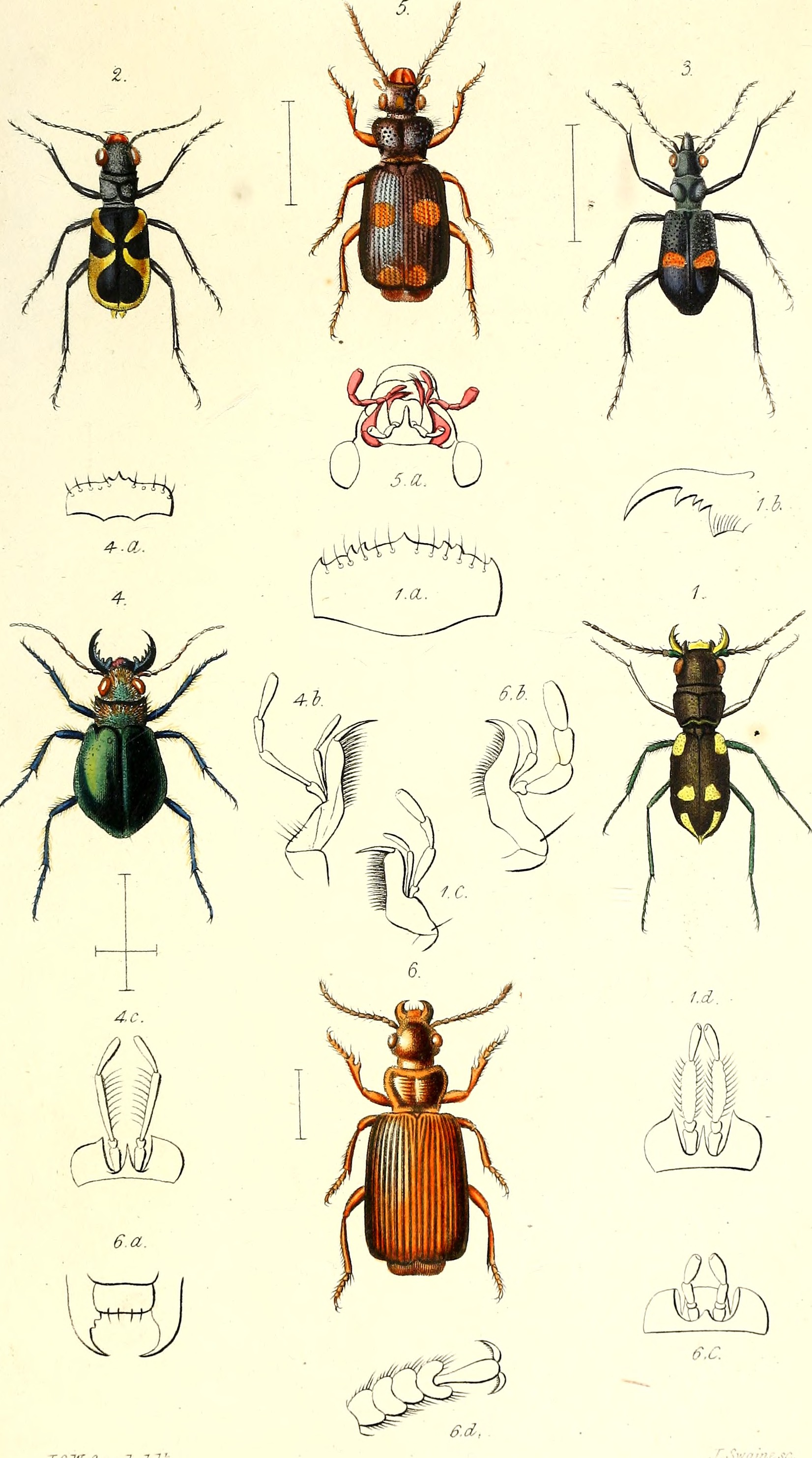 The coleopterist's manual (1837) (20474997550)
