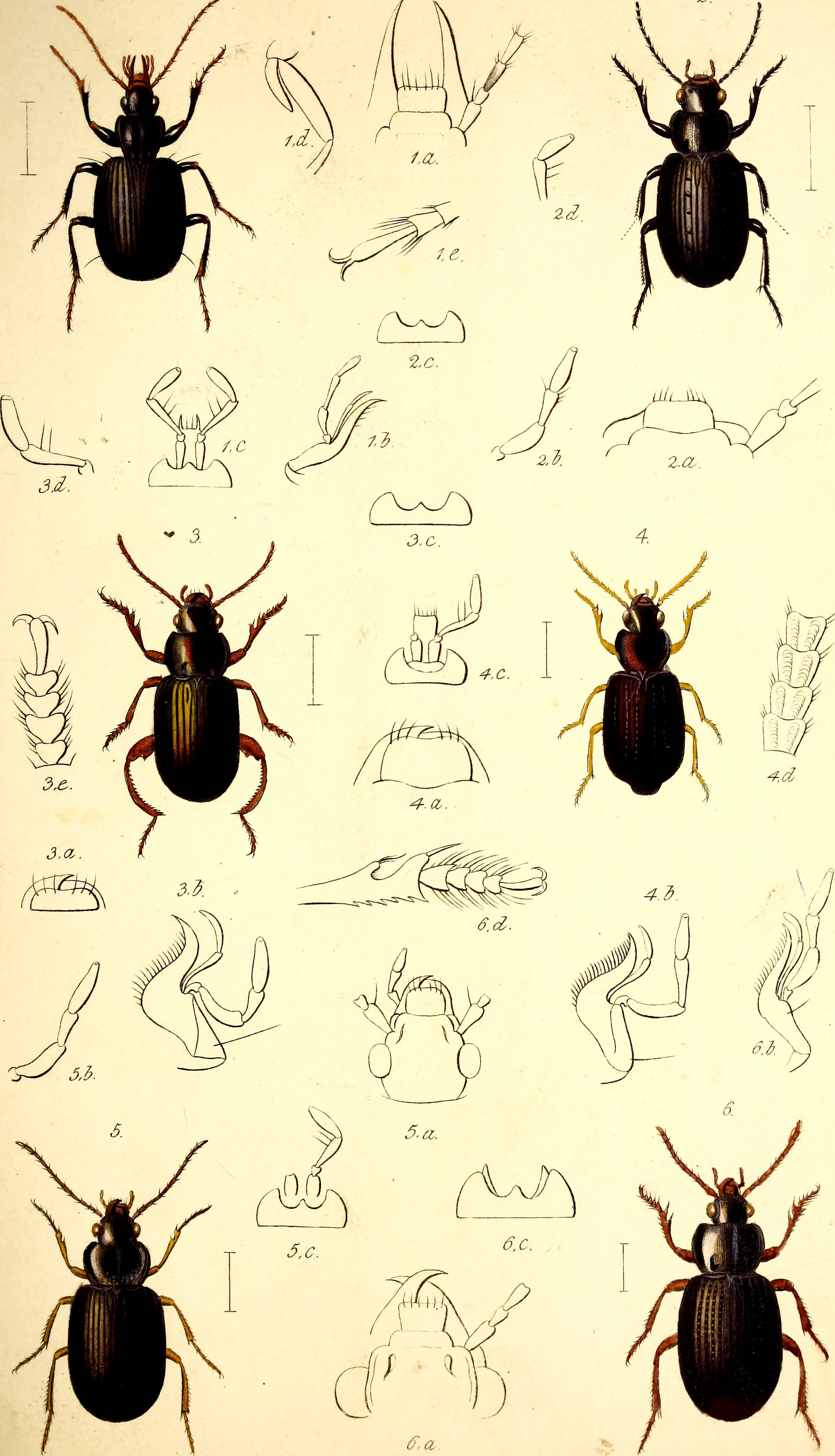 The coleopterist's manual (1837) (20636765166)