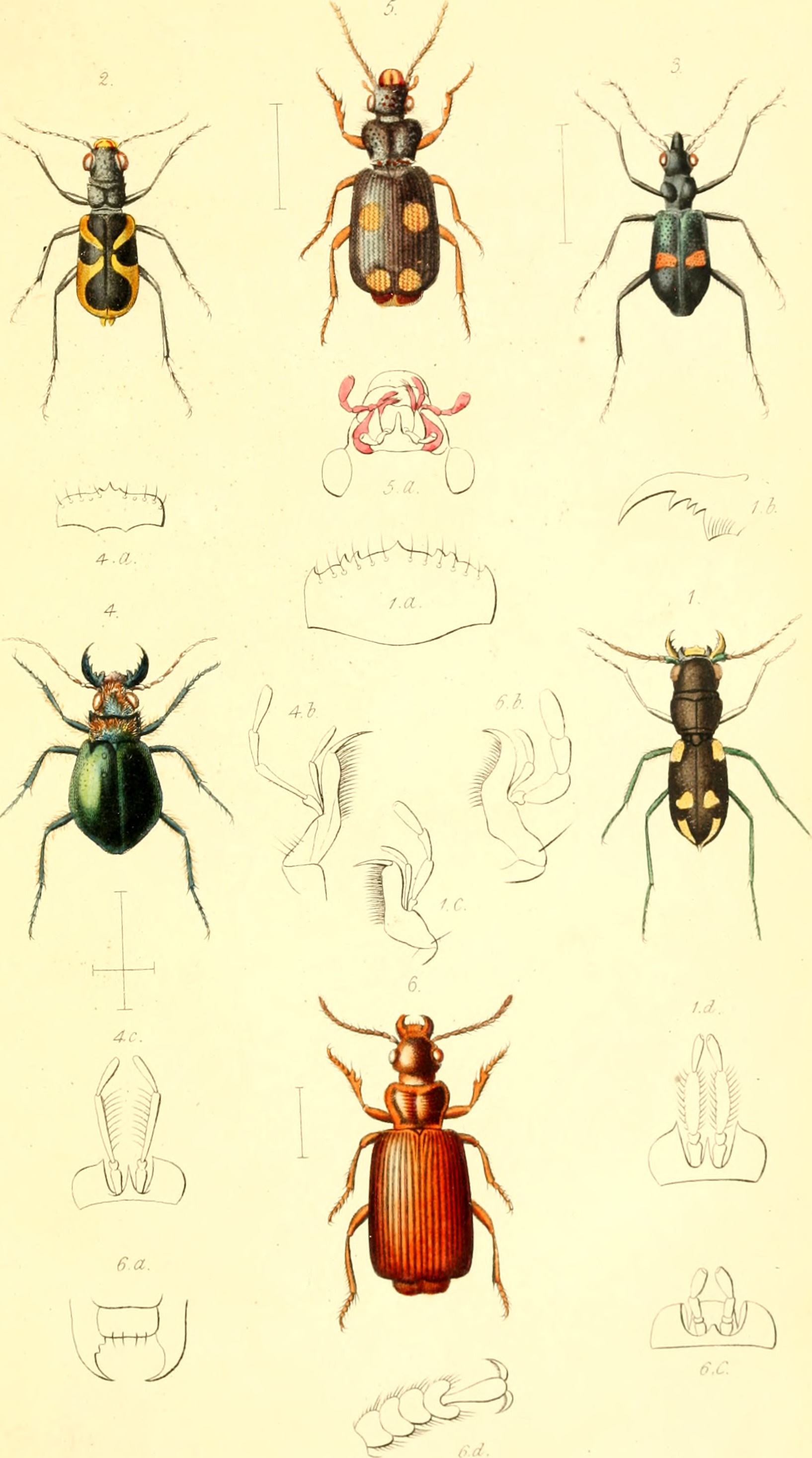 The coleopterist's manual (1838) (20042090613)