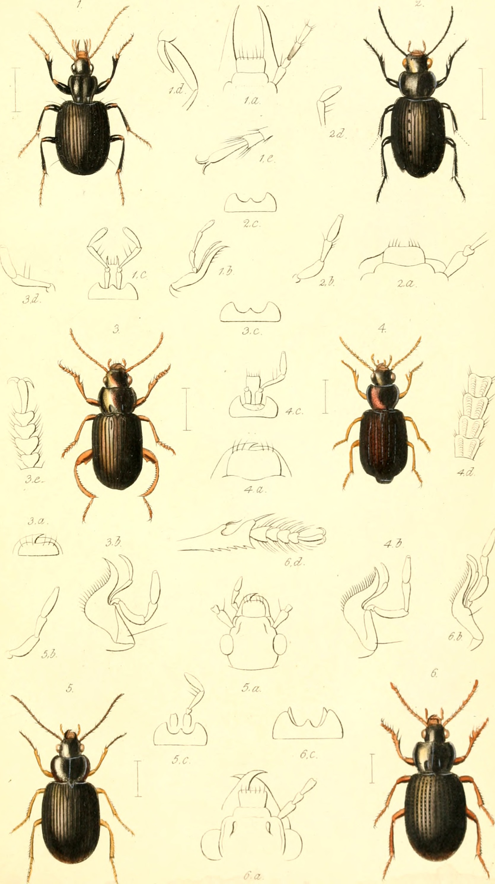 The coleopterist's manual (1838) (20475024098)