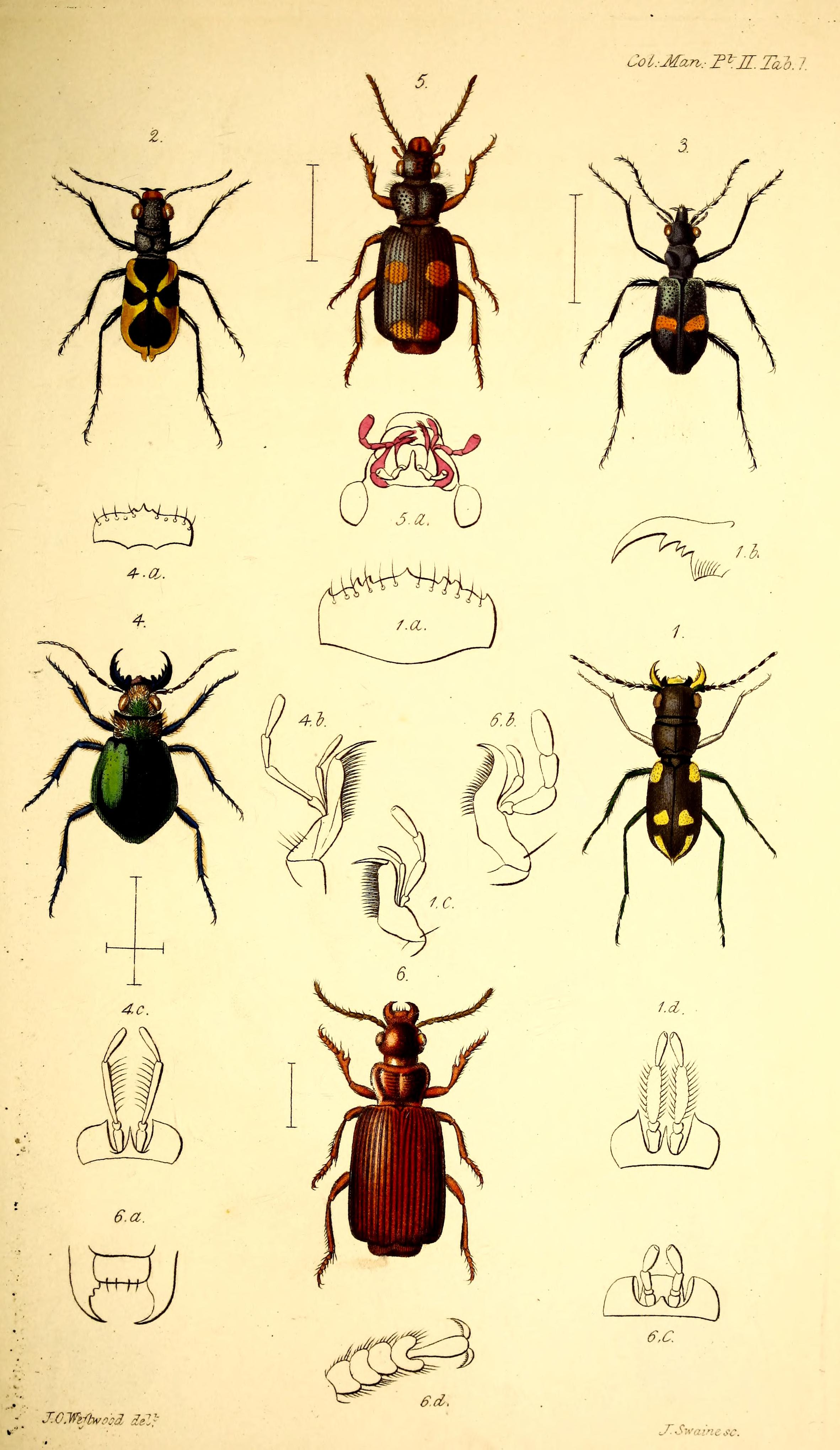 The coleopterist's manual (Tab. 1) BHL42664677