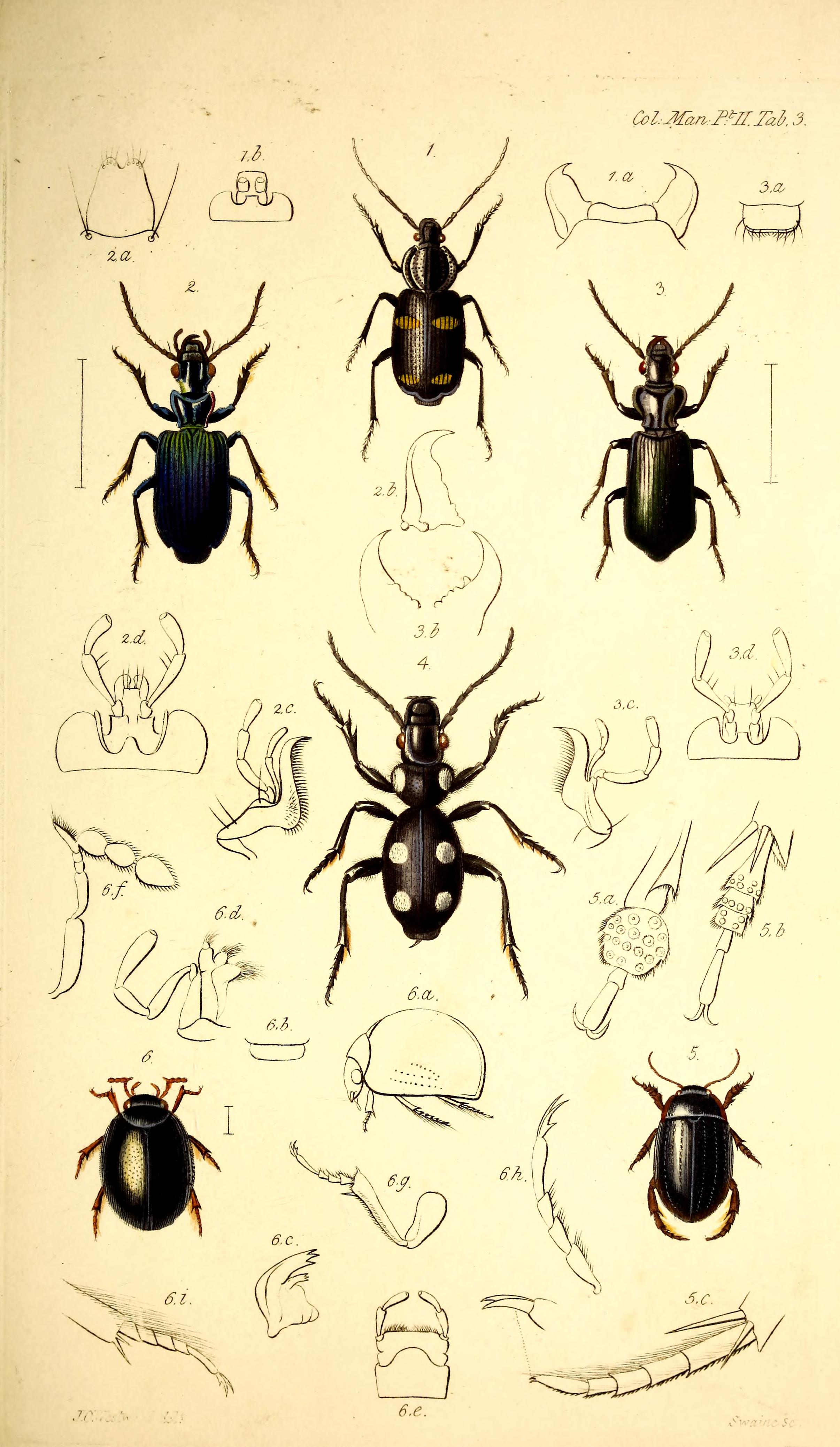 The coleopterist's manual (Tab. 3) BHL42664681