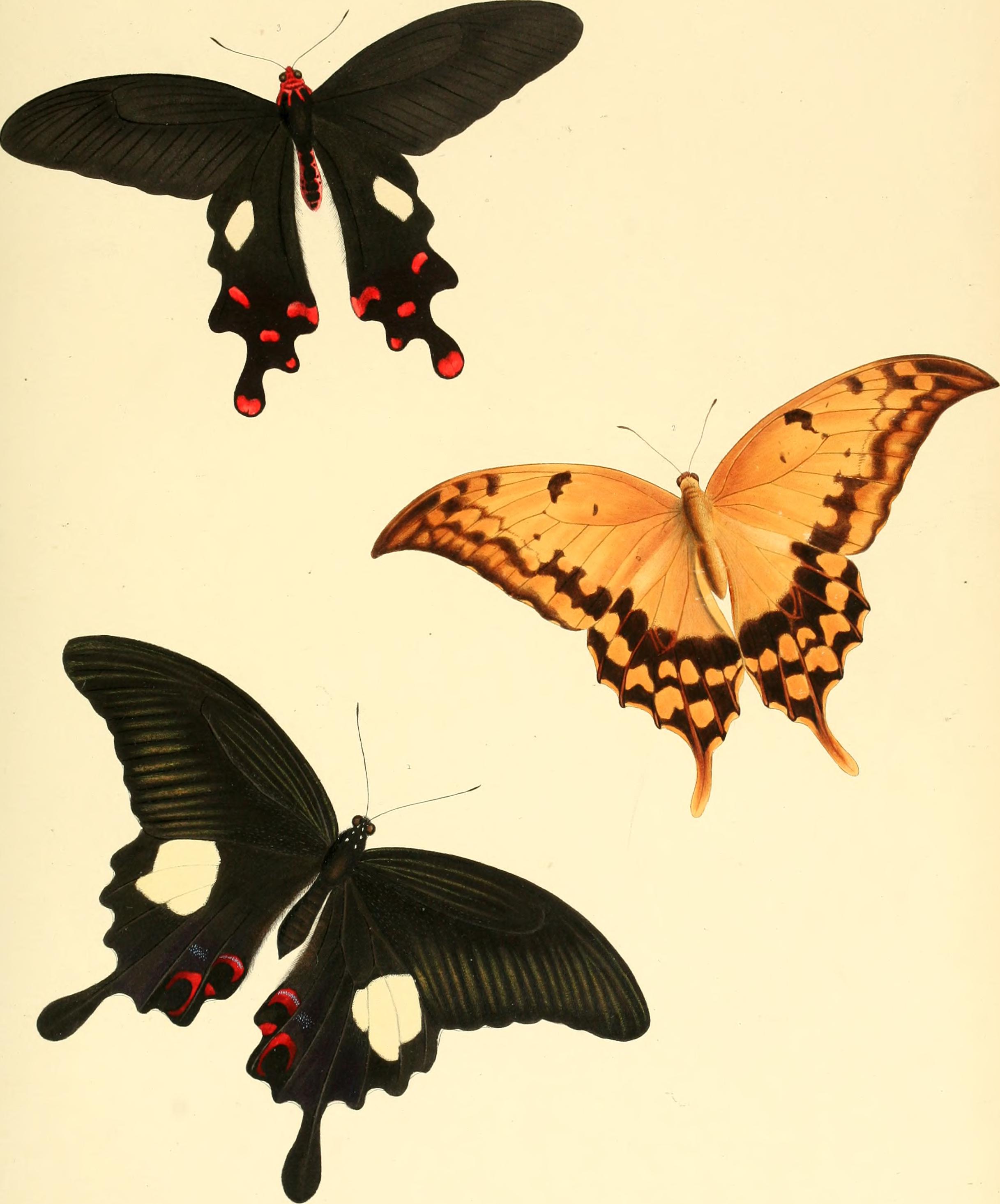 The genera of diurnal lepidoptera - comprising their generic characters, a notice of their habits and transformations, and a catalogue of the species of each genus (1846) (14597309658)