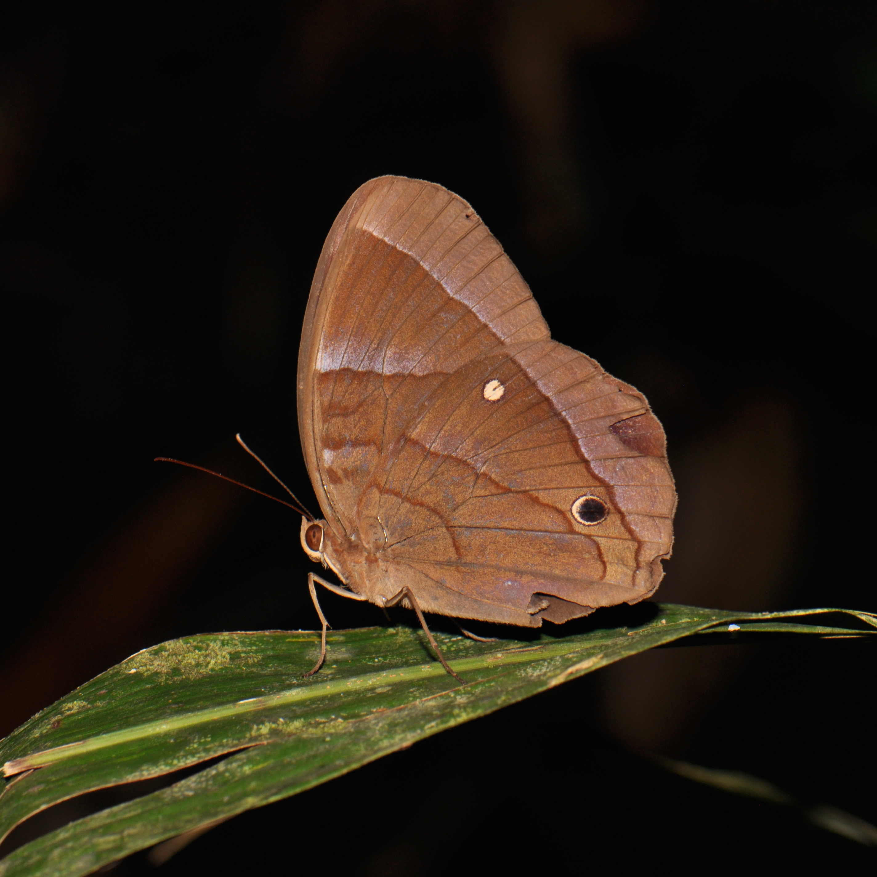 The Jungle glory (Thaumantis diores) (16364439481)