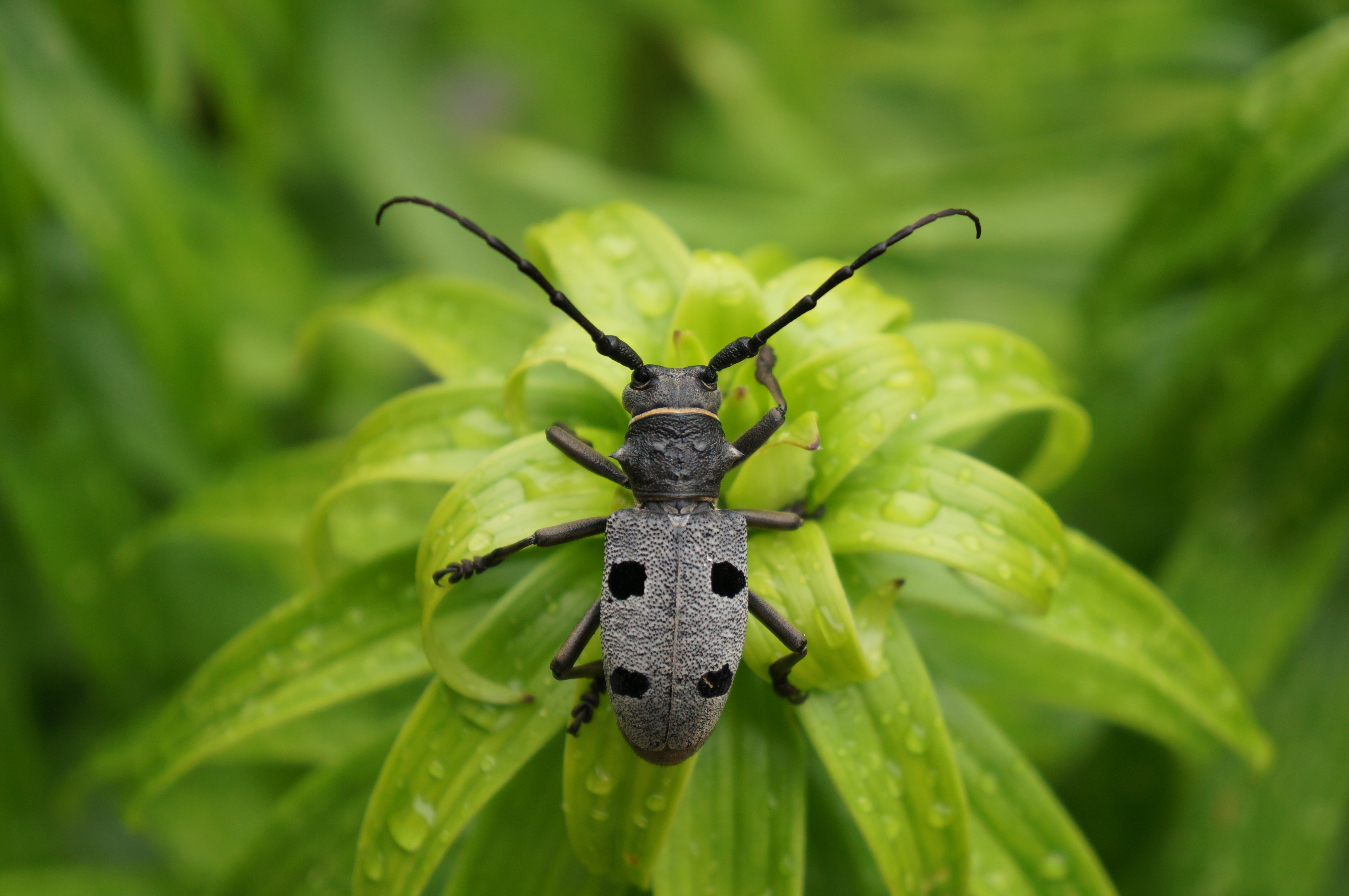 The longhorn beetle (Morimus funereus)