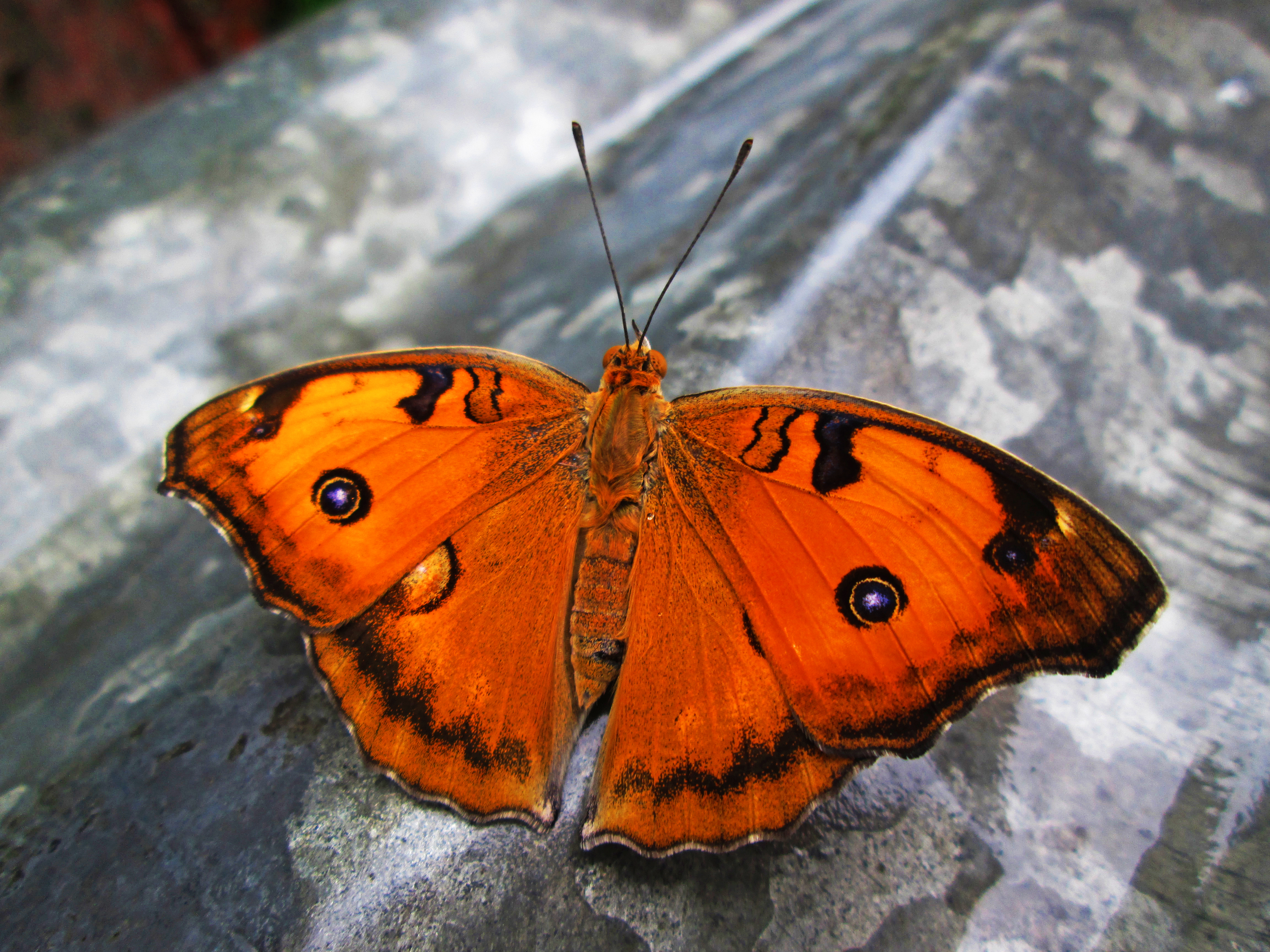 The Peacock Pansy
