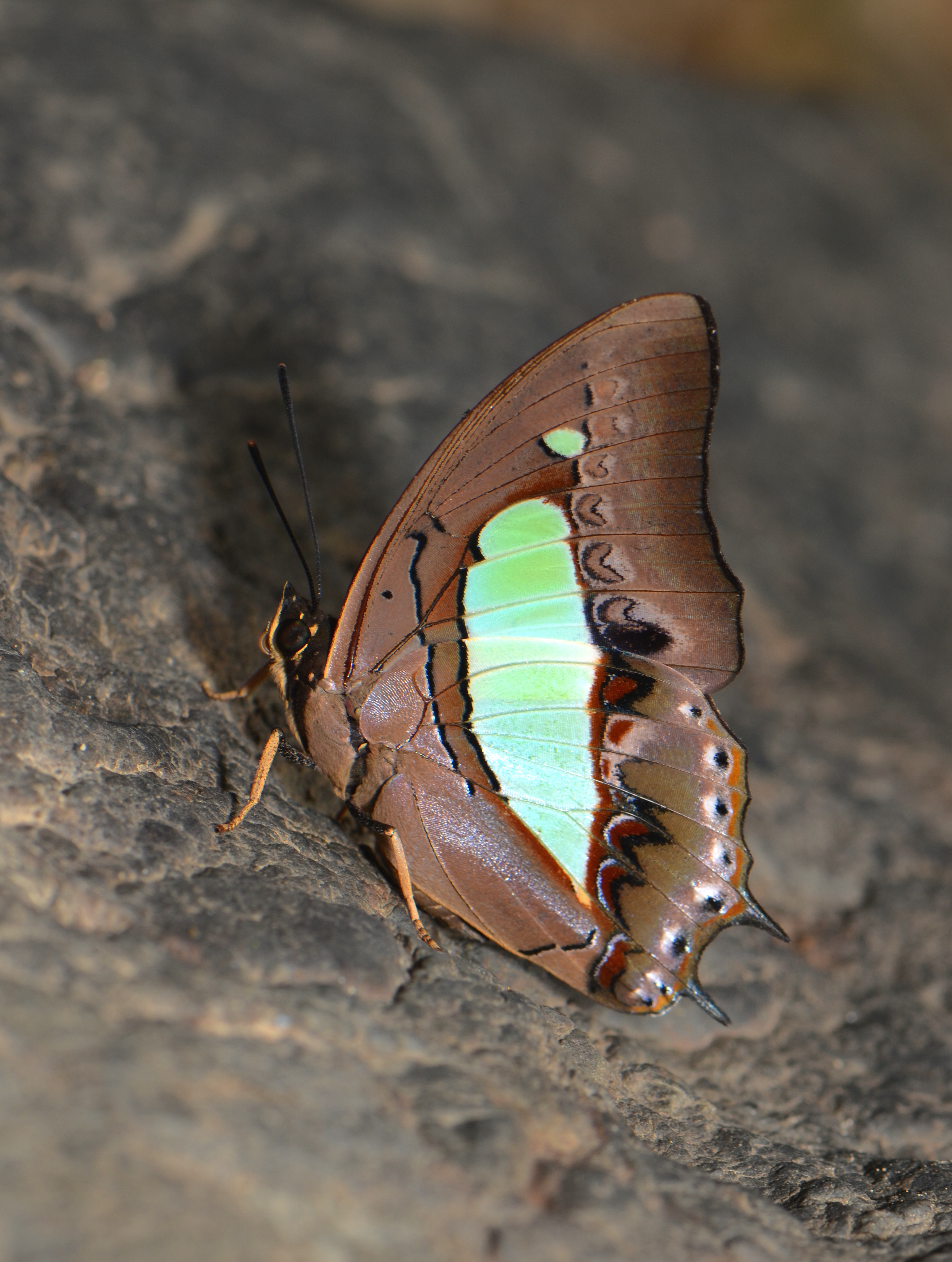 The Plain Nawab (Polyura hebe hebe) (23803738594)
