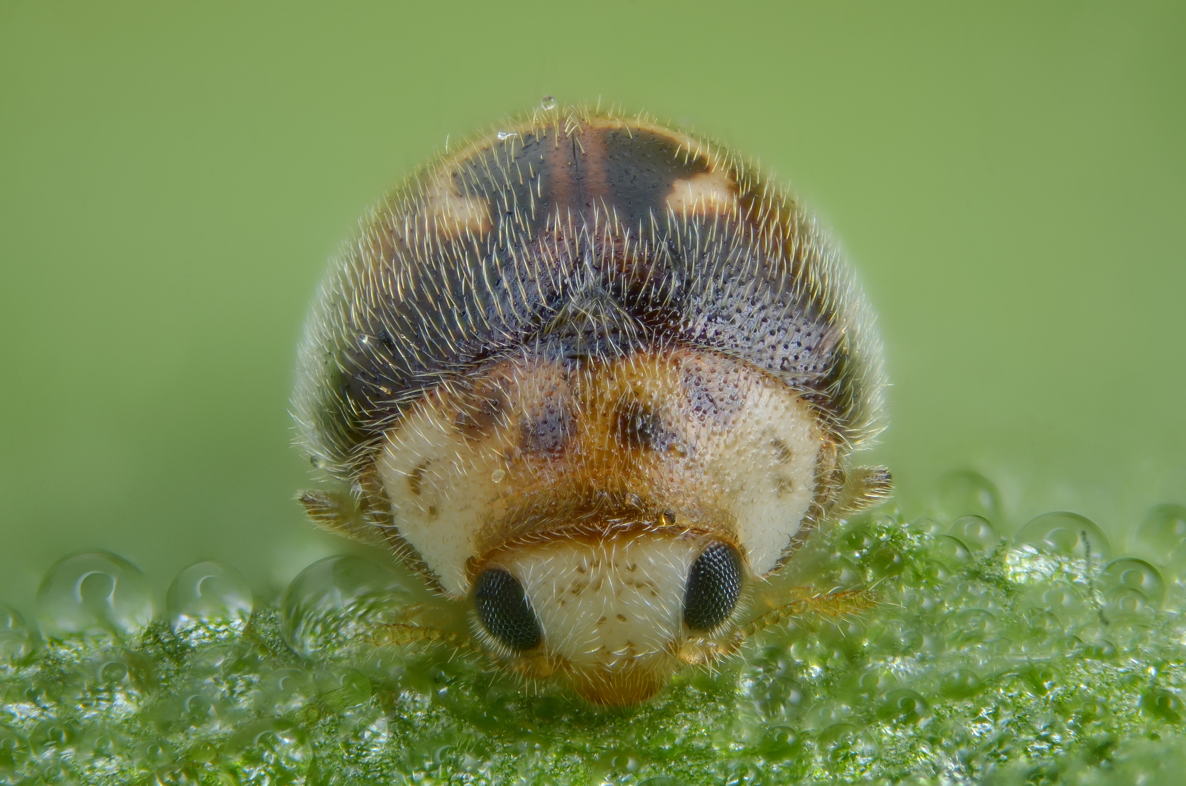 The smallest ladybird in Europe ... (7263755186)