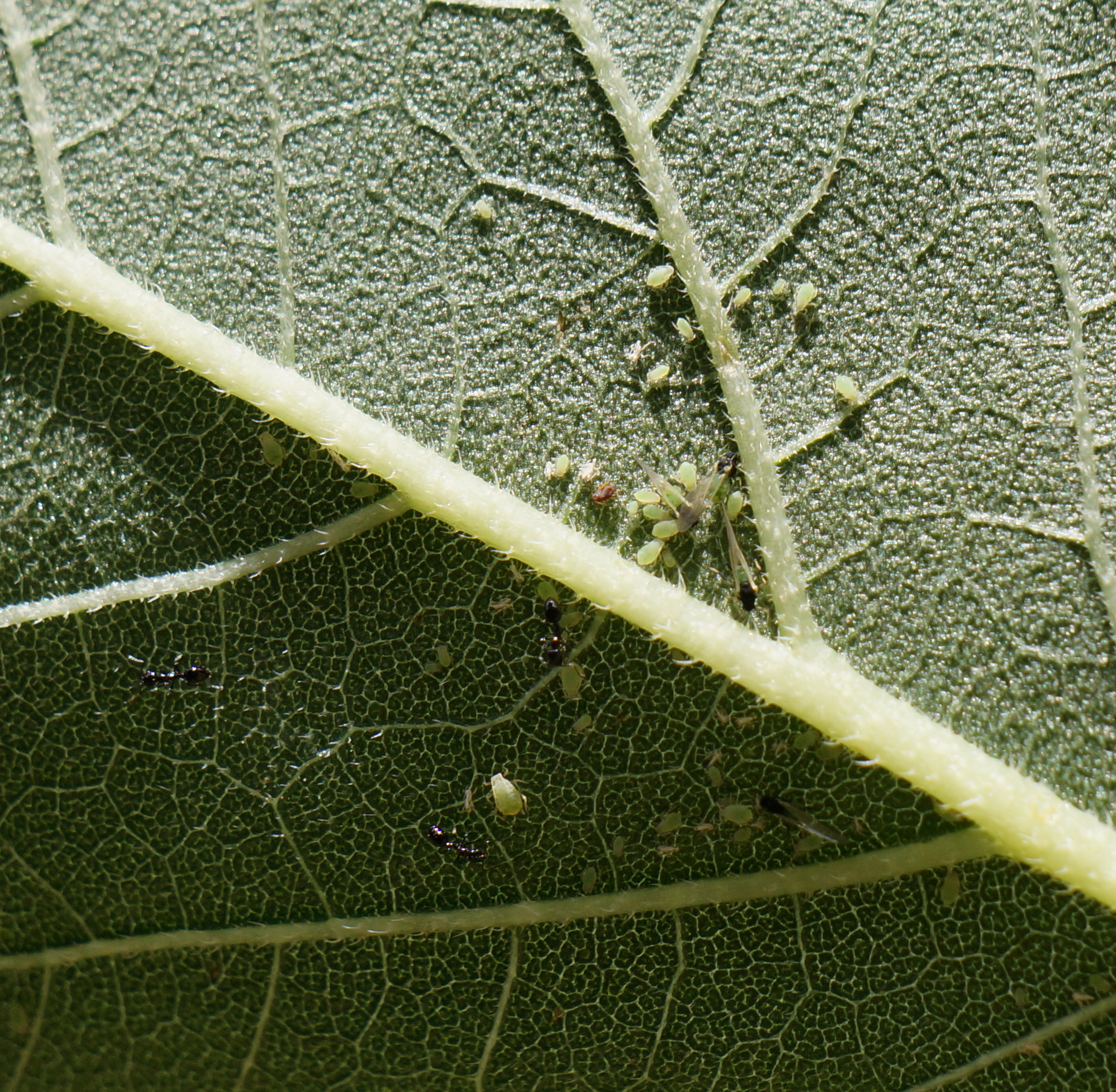 The Sunflower Farm (9470333630)