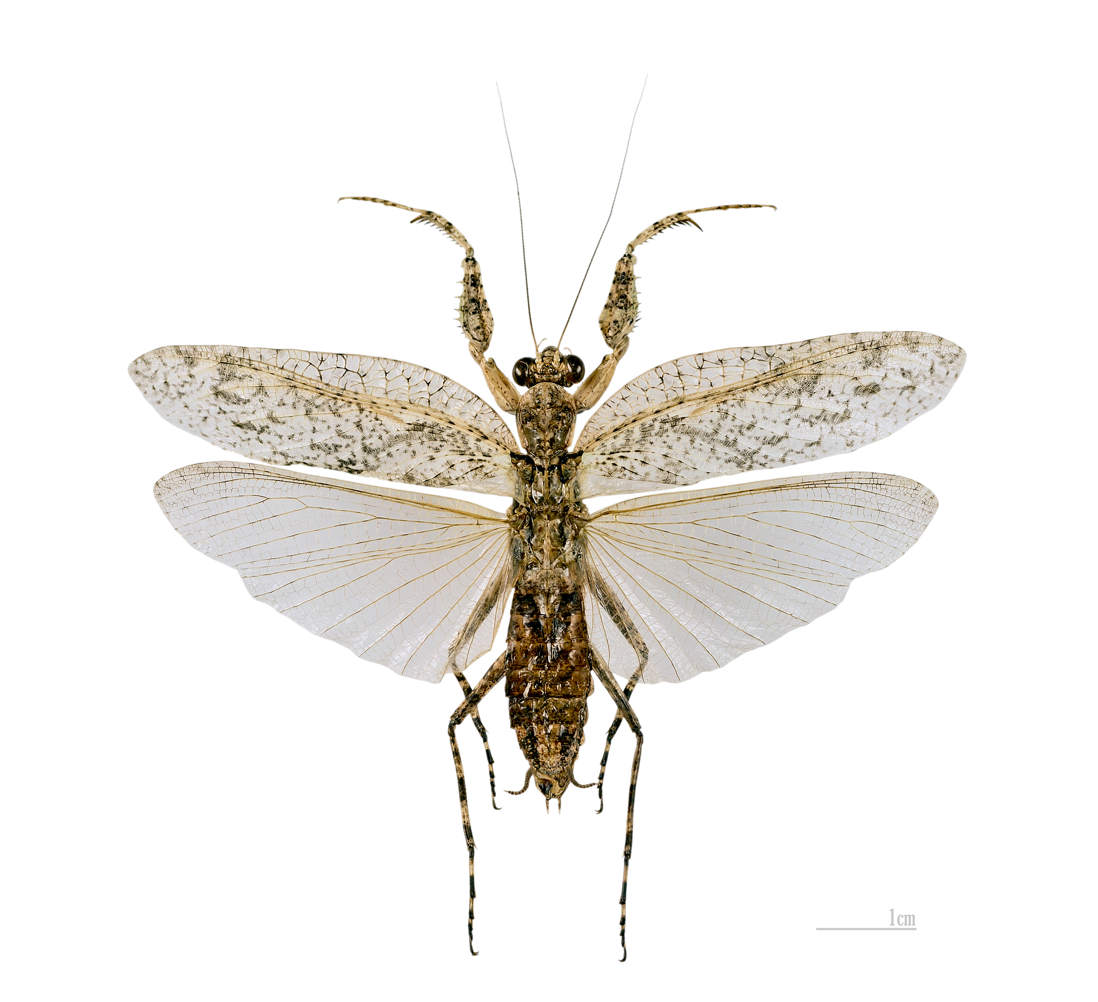 Theopompa servillei MHNT