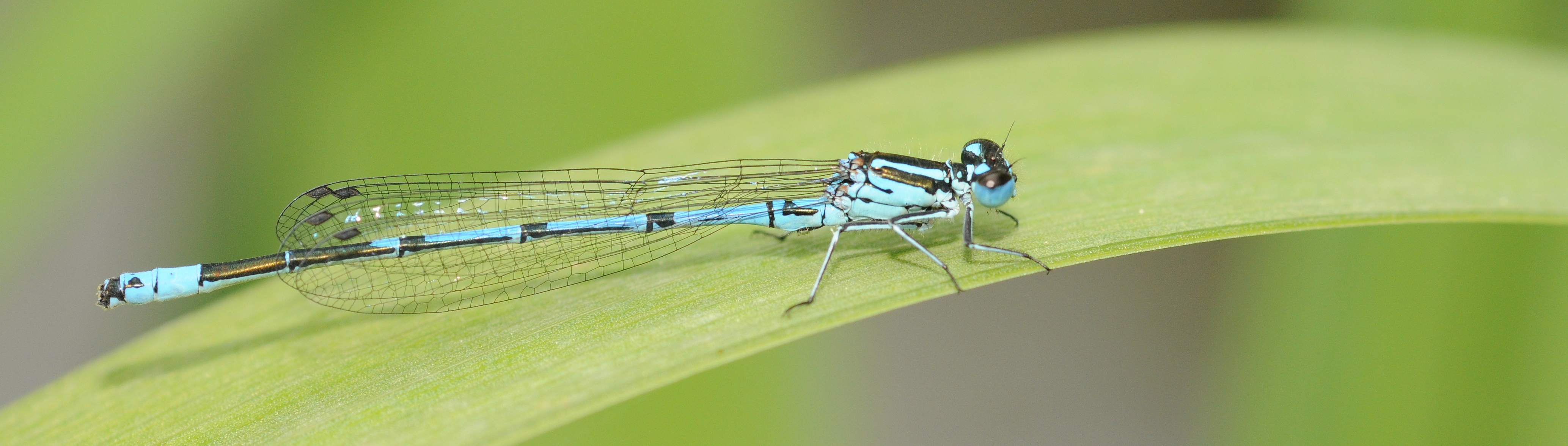 Thomas Bresson - Agrion jouvencelle (by)