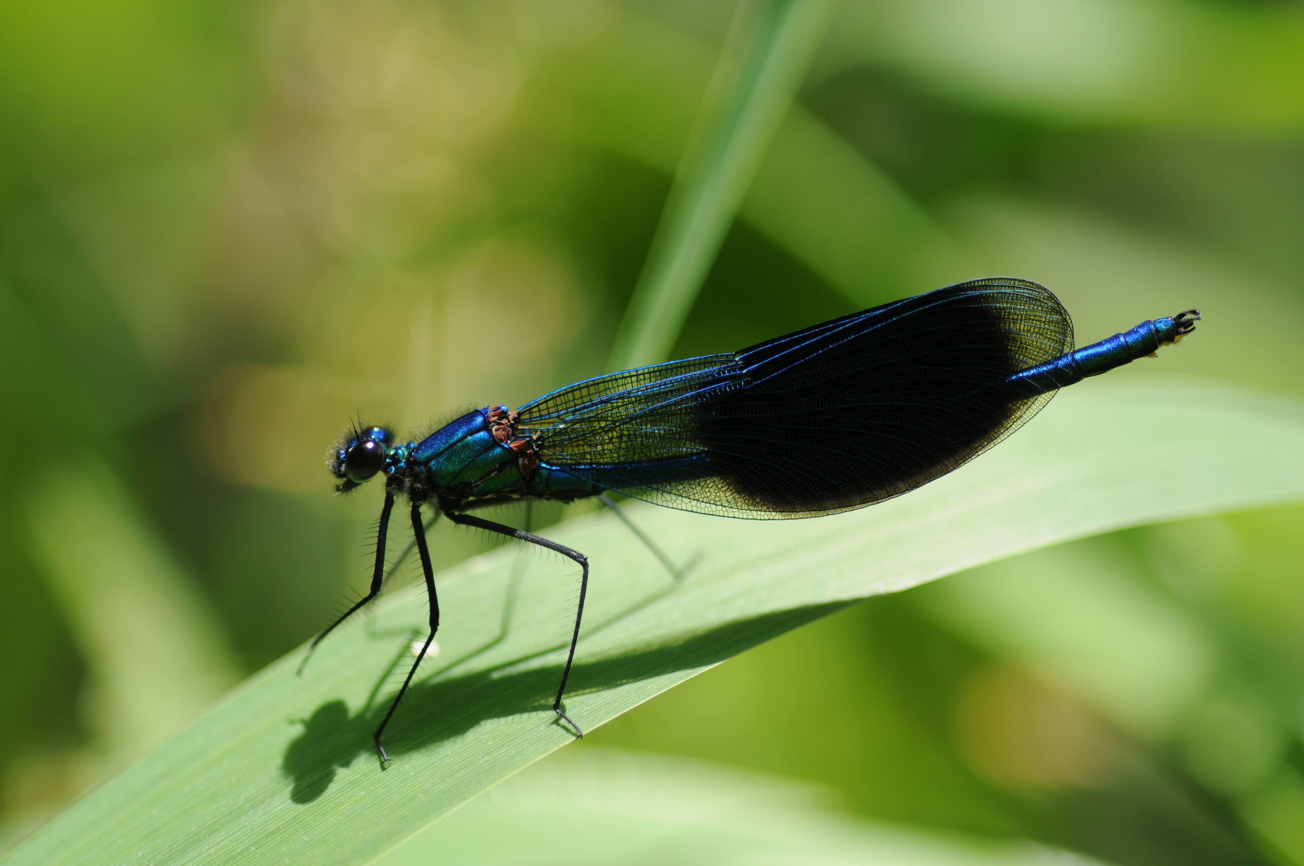 Thomas Bresson - Calopteryx splendens-3 (by)