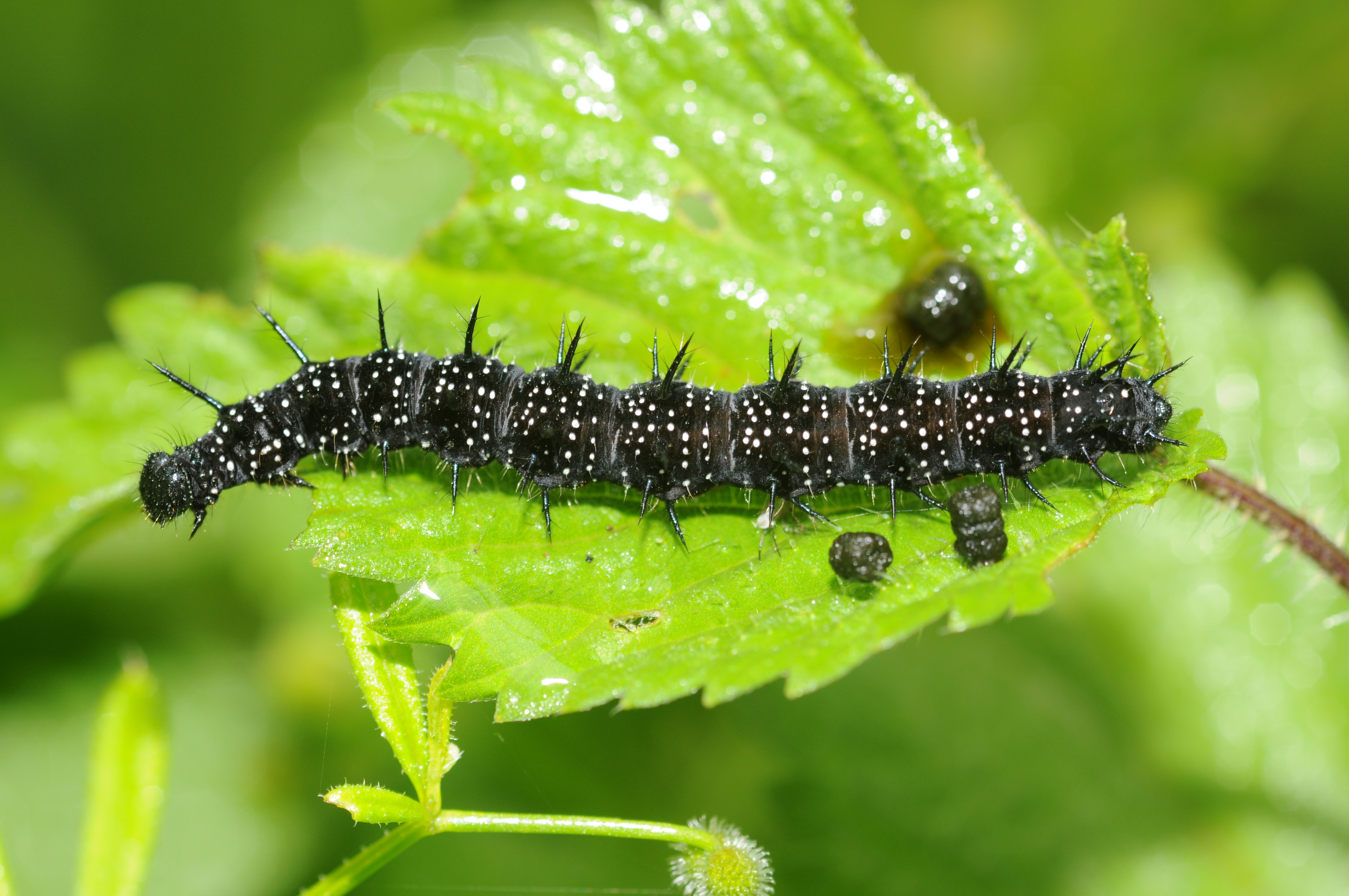 Thomas Bresson - Inachis io caterpillar (by)