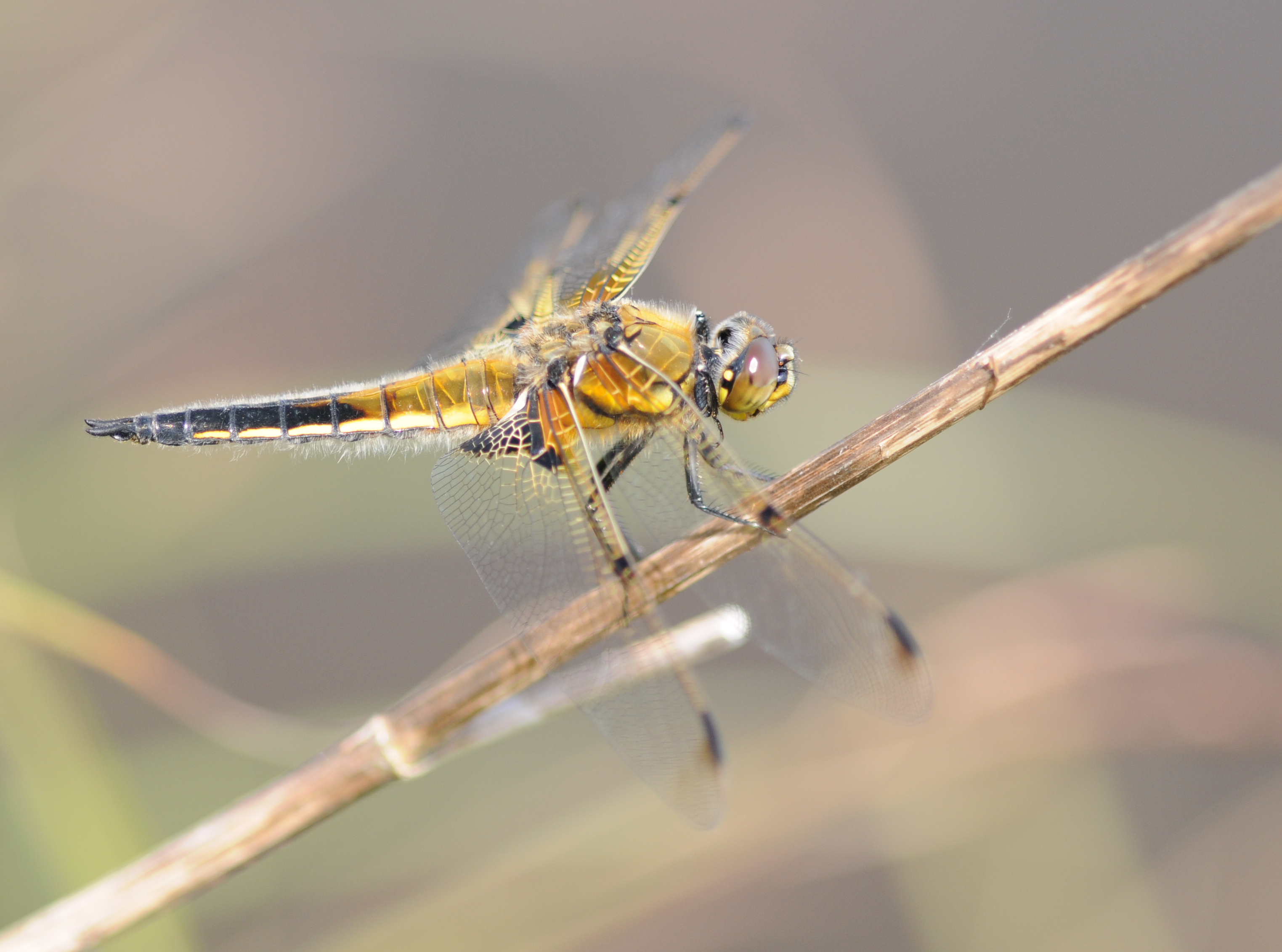 Thomas Bresson - Libellula quadrimaculata-3 (by)