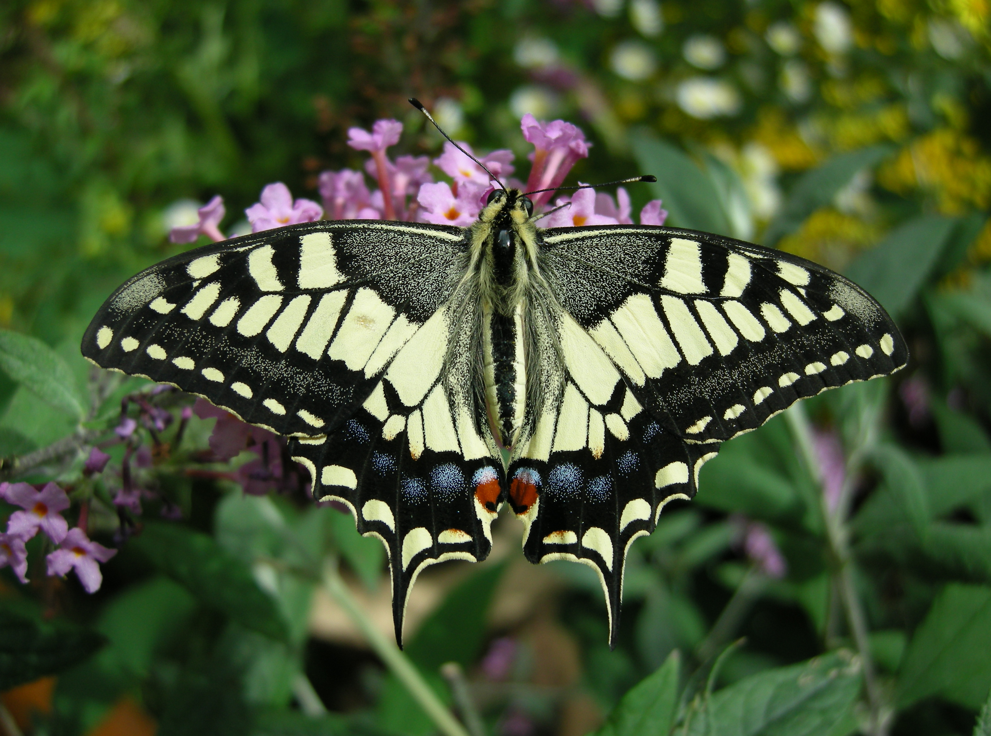 Thomas Bresson - Machaon-1 (by)
