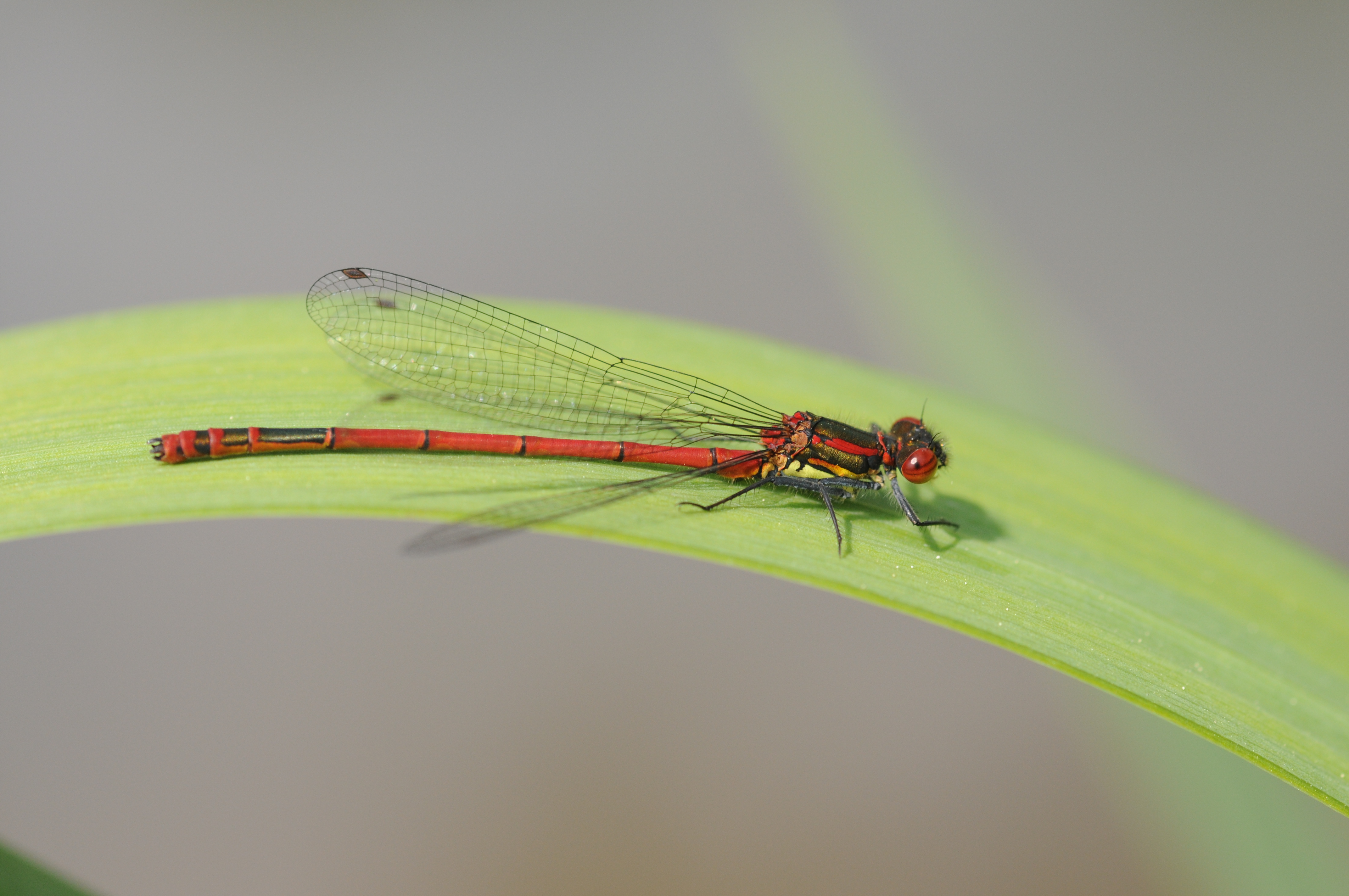 Thomas Bresson - Pyrrhosoma nymphula-1 (by)