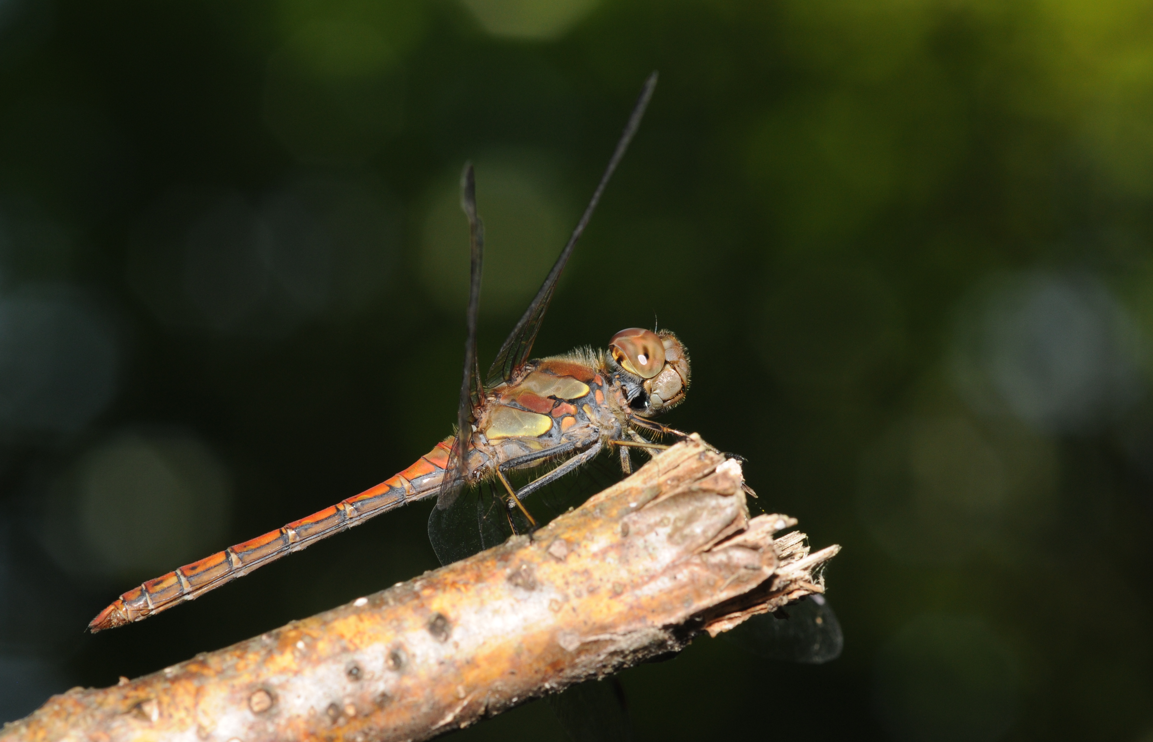 Thomas Bresson - Sympetrum striolatum (by)