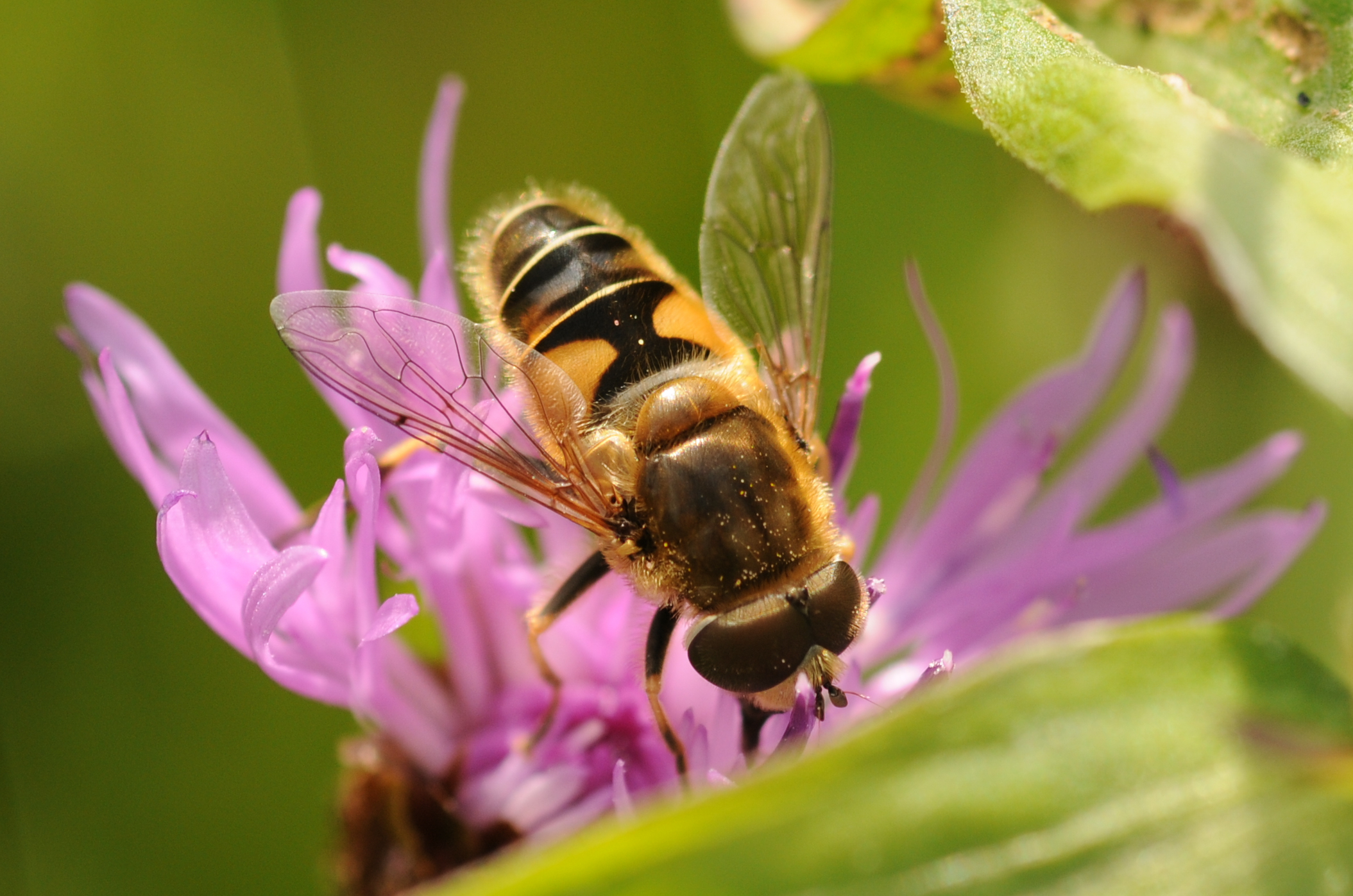 Thomas Bresson - Syrphidae sp. (by)