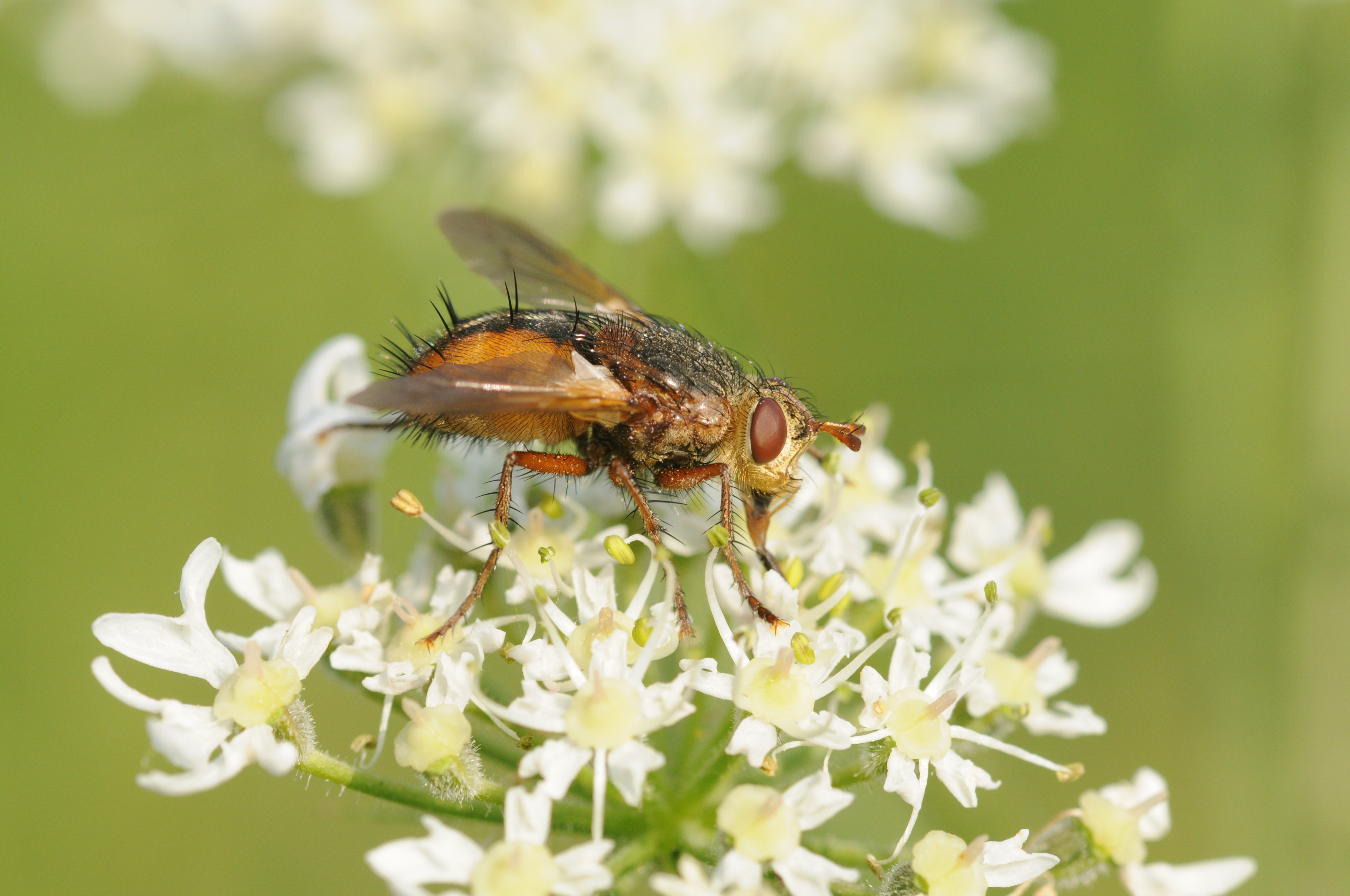Thomas Bresson - Tachina fera-4 (by)