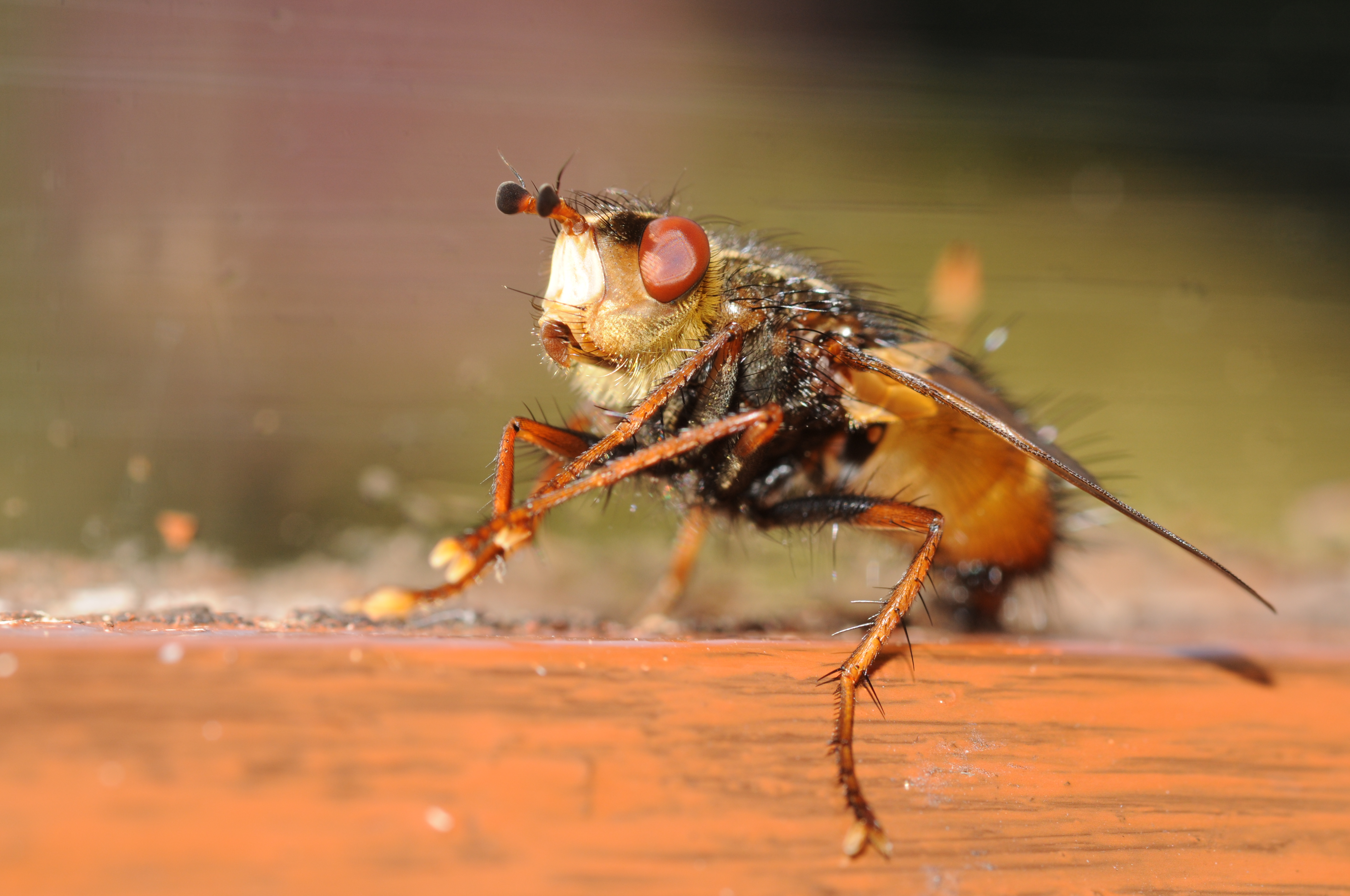 Thomas Bresson - Tachina fera (by)