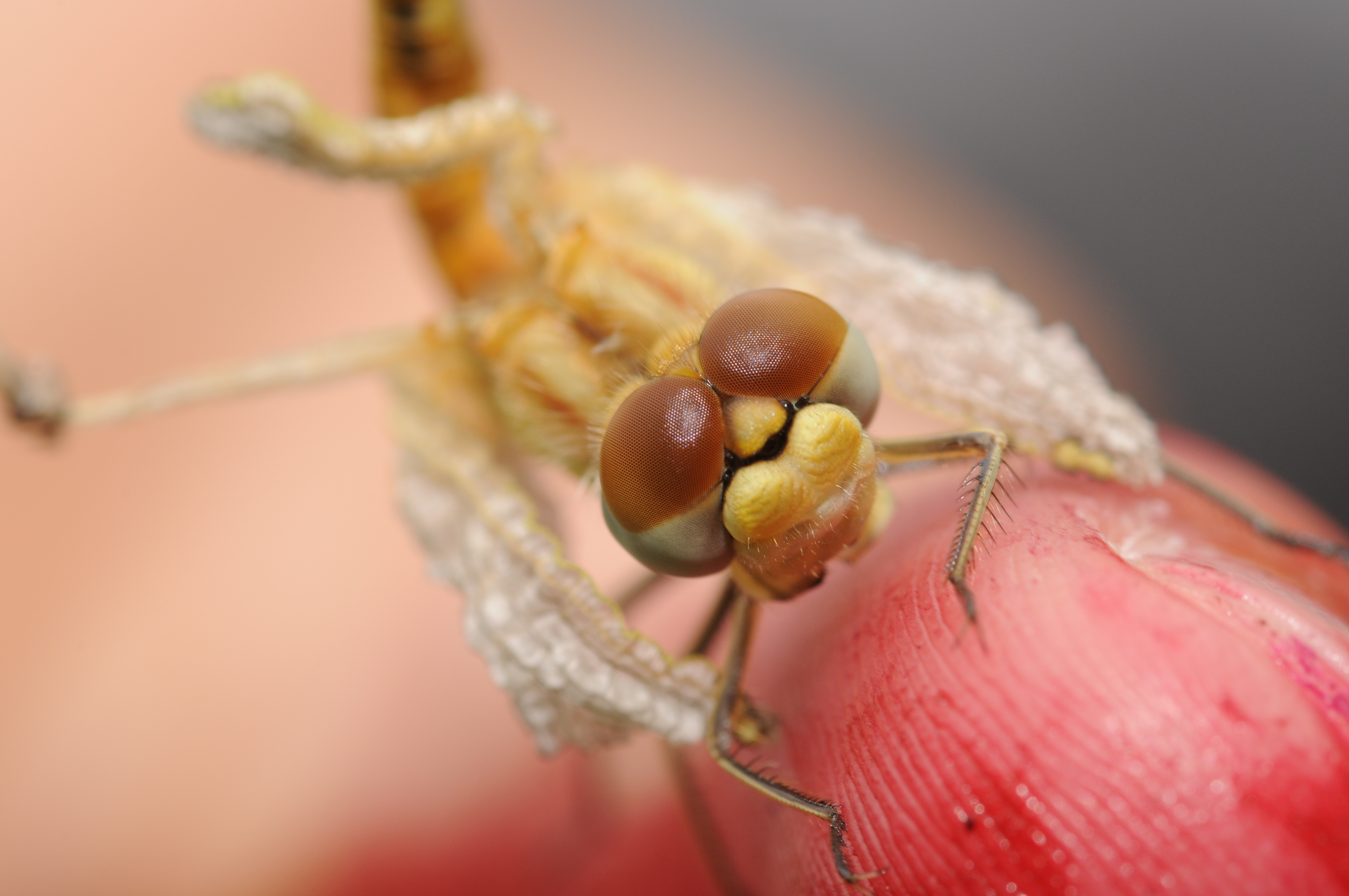 Thomas Bresson - Anisoptera (by)