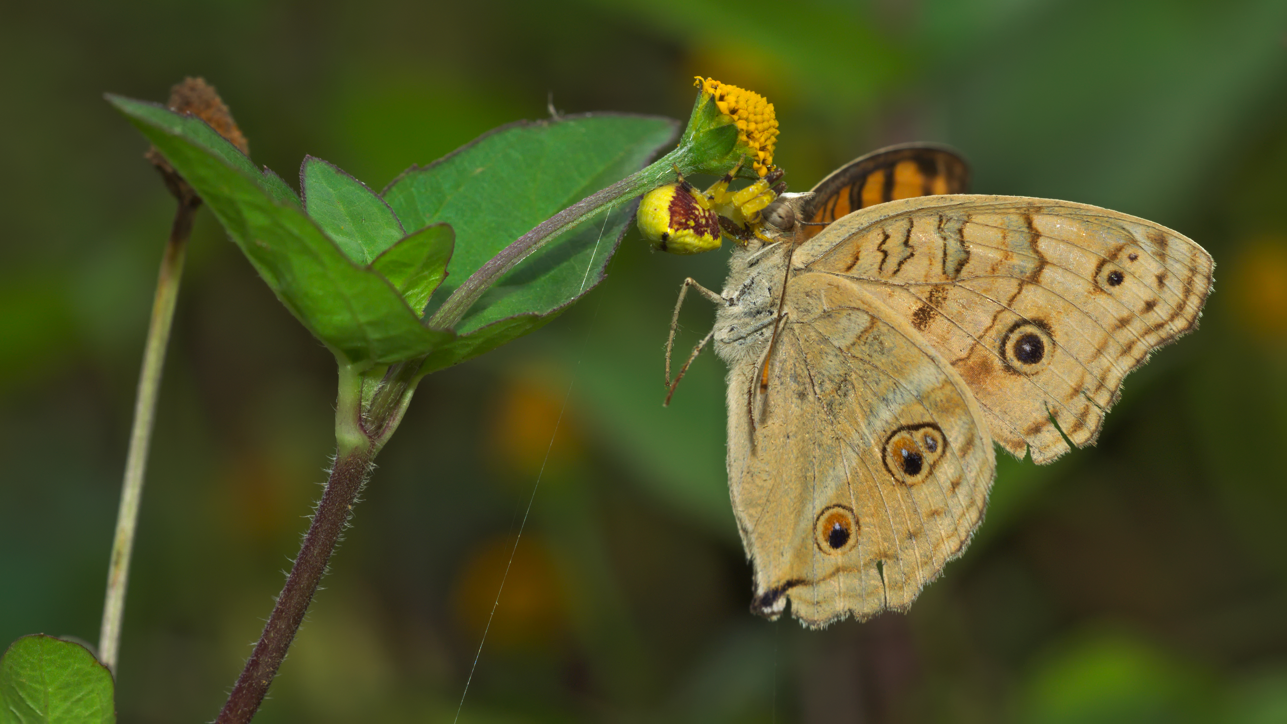 Thomisidae feeding Junonia almana on Acmella ciliata-Kadavoor-2015-08-21-001