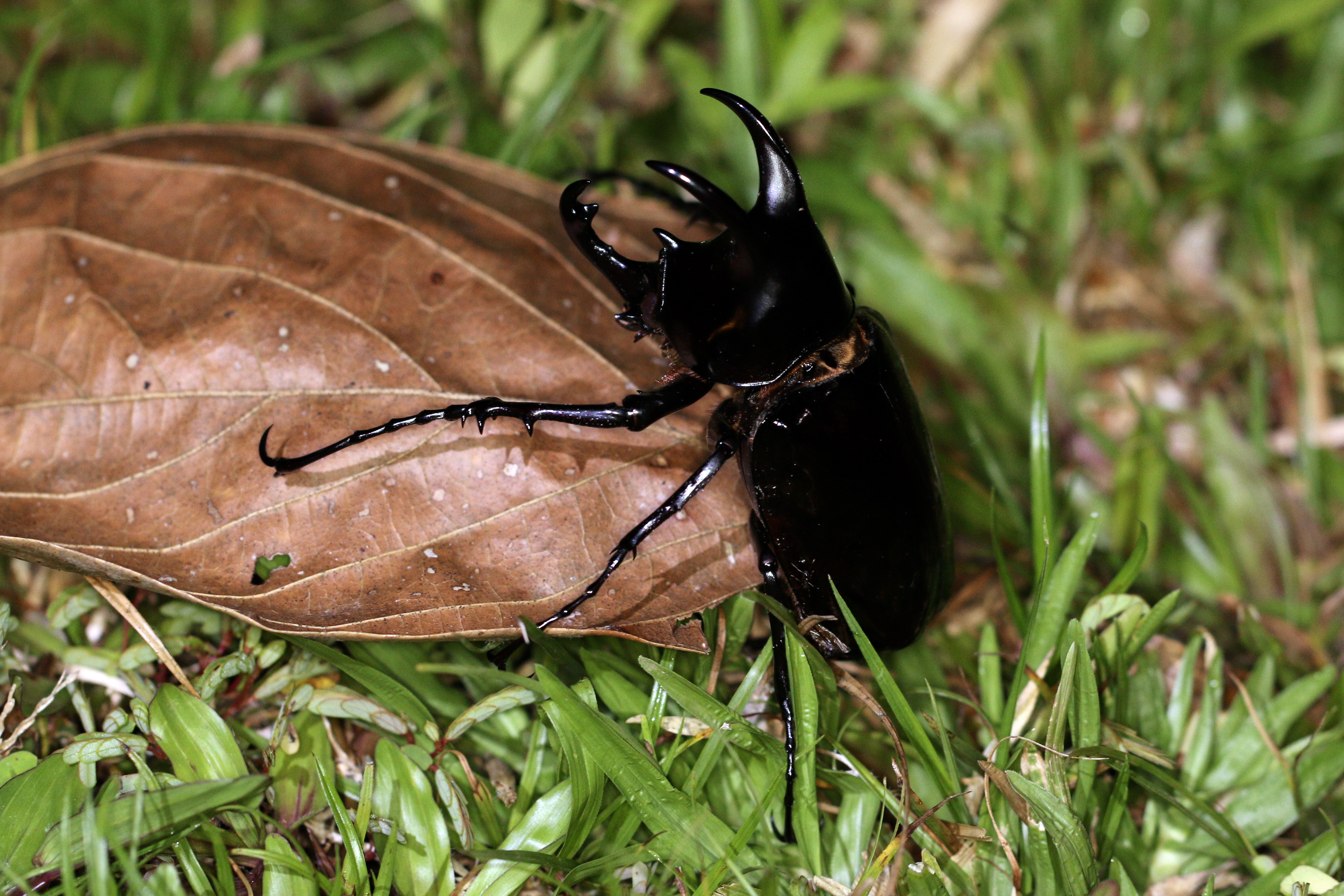 Three-horned rhinoceros beetle (Chalcosoma moellenkampi) male