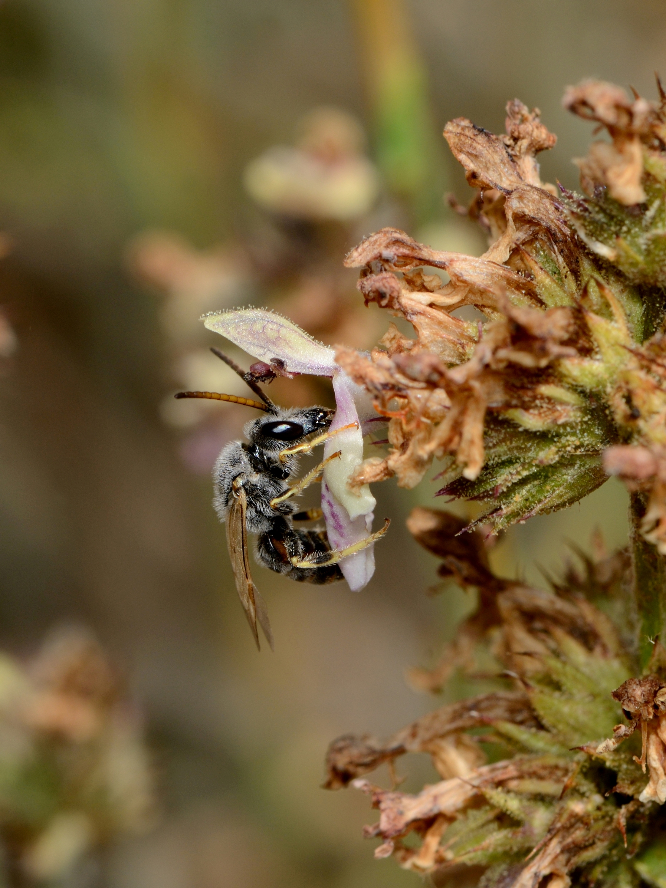 Thrincohalictus prognathus male 1
