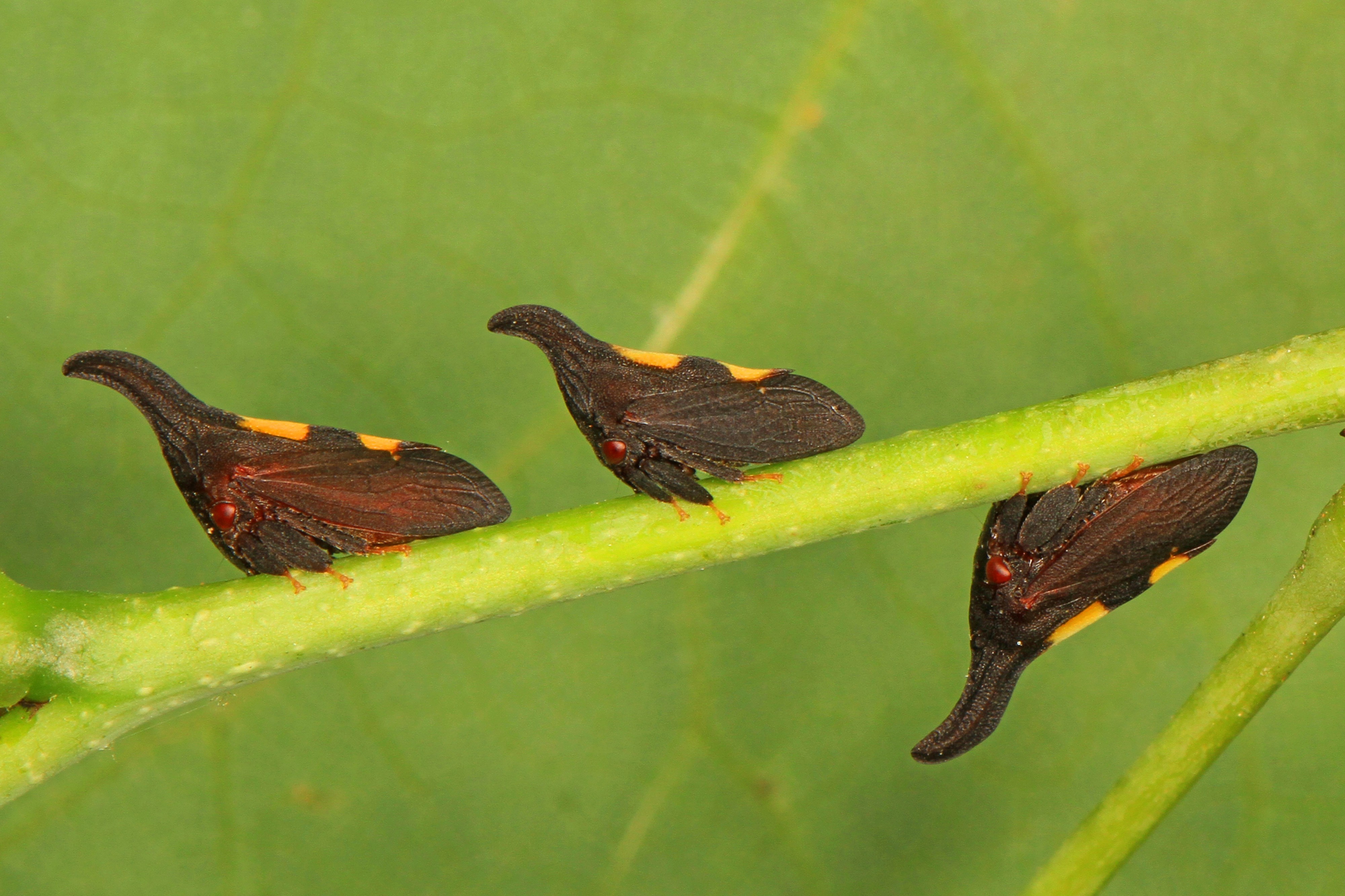 366 - Treehopper - Enchenopa porrecta?, Leesylvania State Park, Woodbridge, Virginia