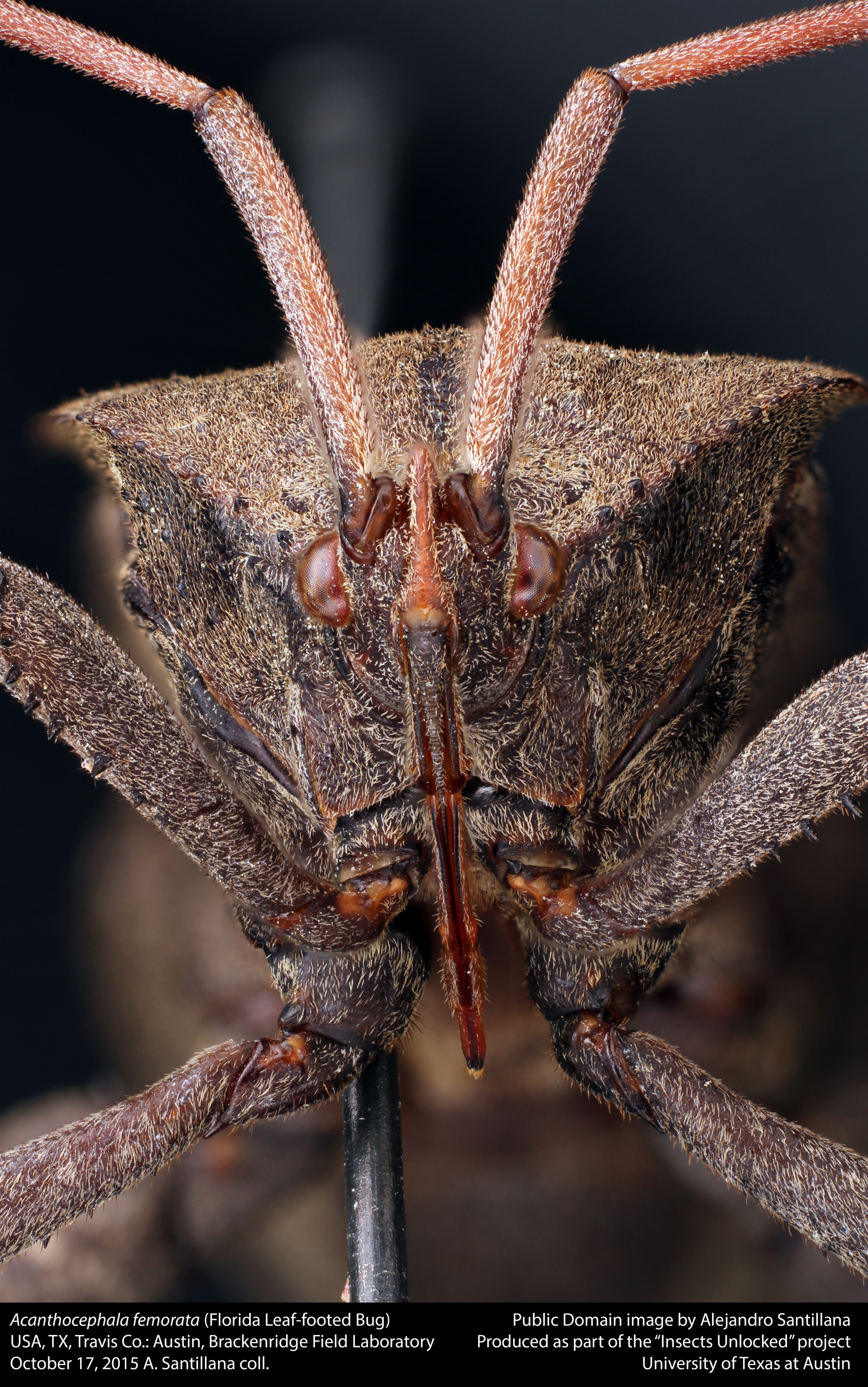 Acanthocephala femorata (22228317338)