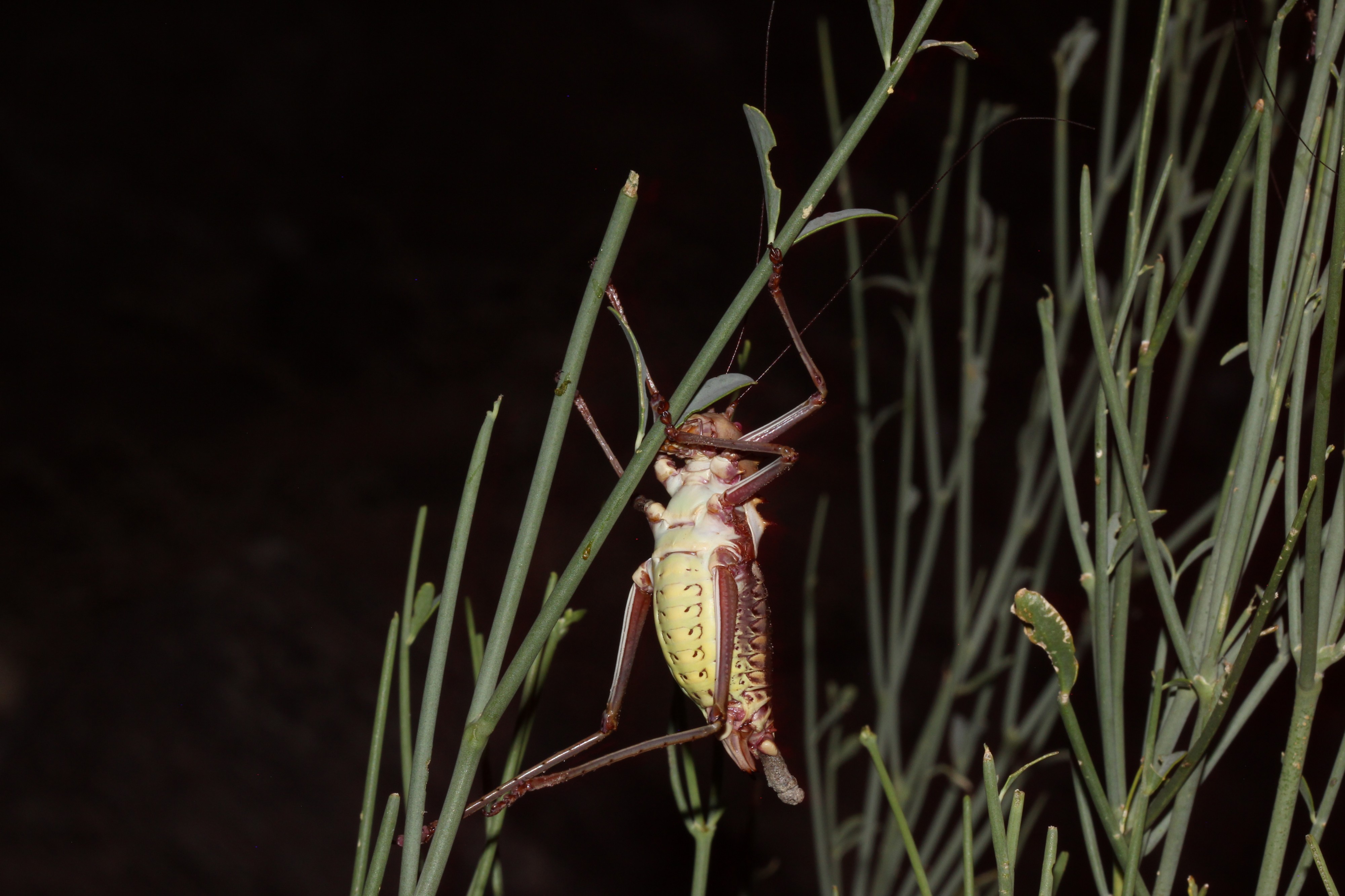 Acanthoplus longipes 2014 05 12 5381