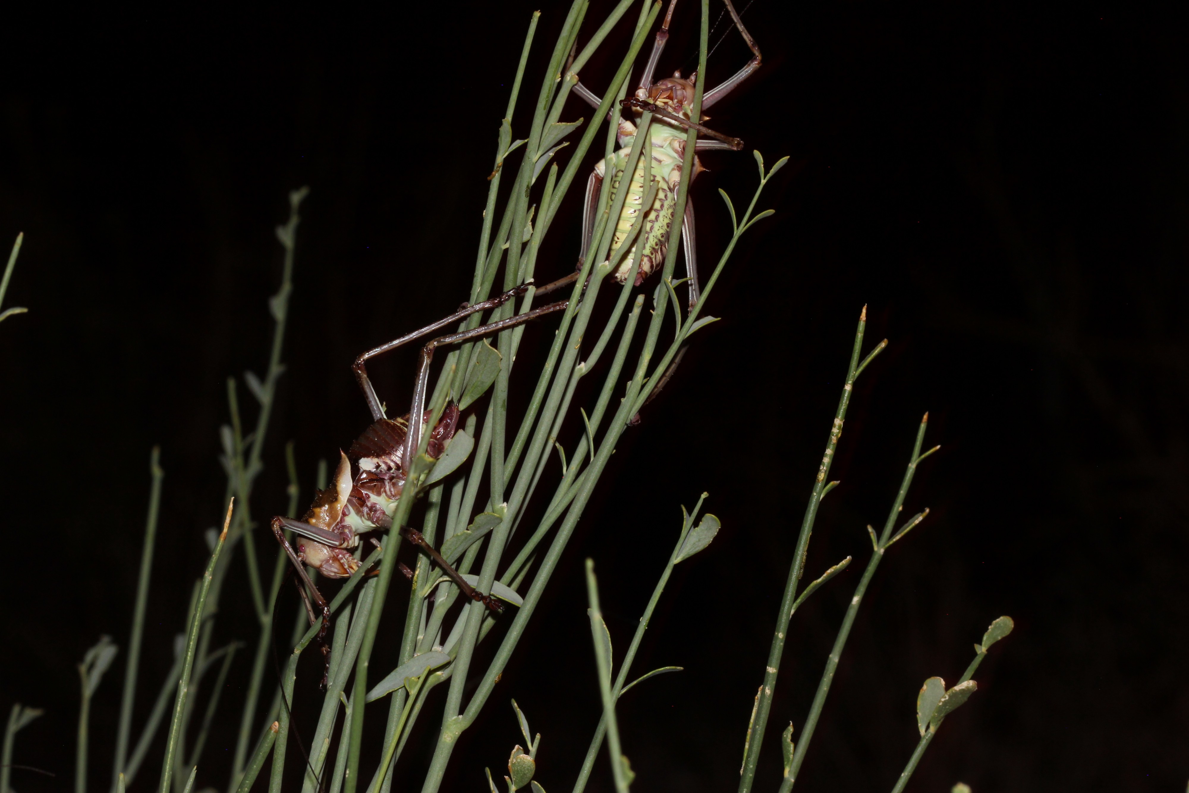 Acanthoplus longipes 2014 05 12 5382