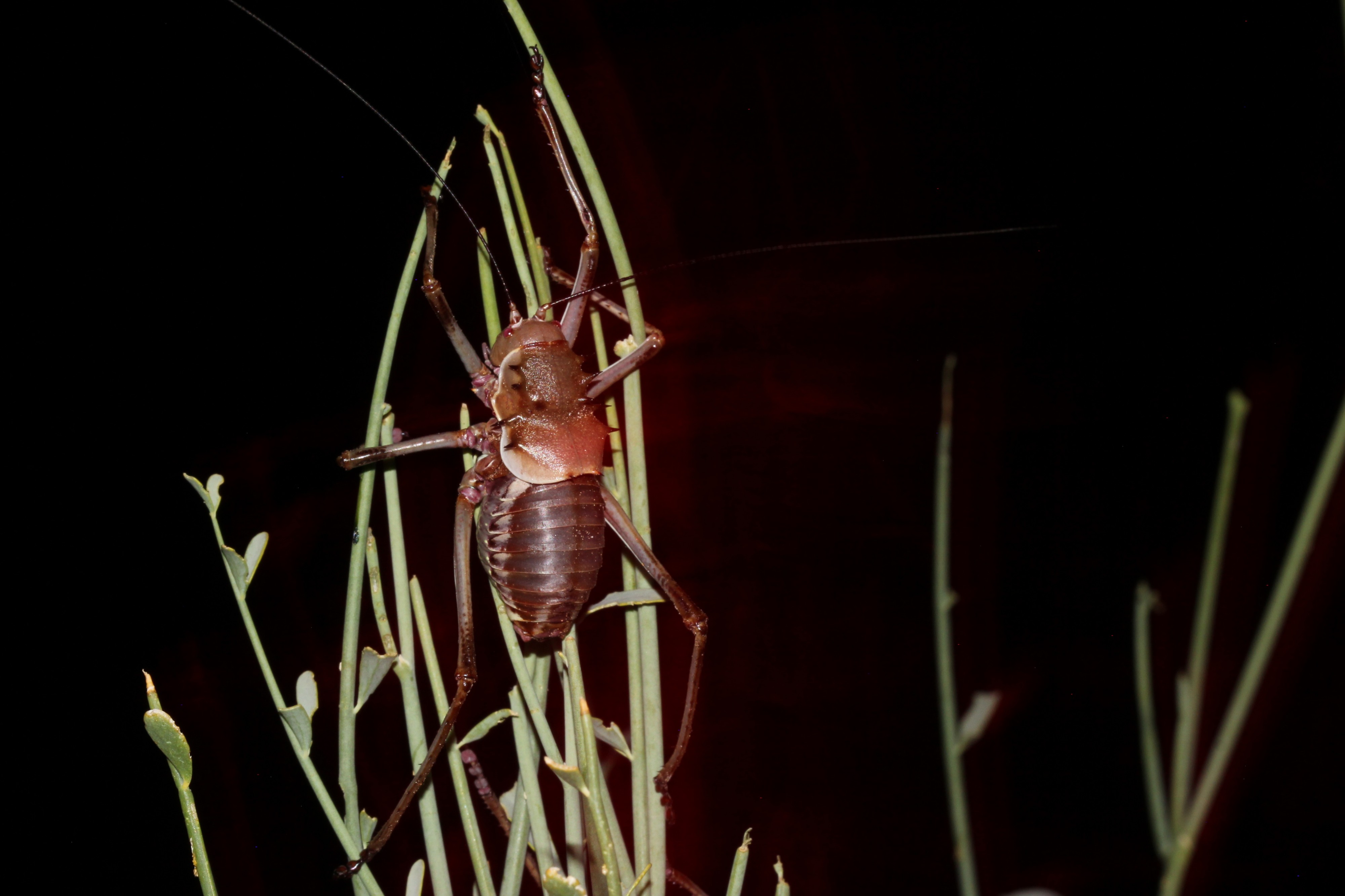 Acanthoplus longipes 2014 05 12 5383
