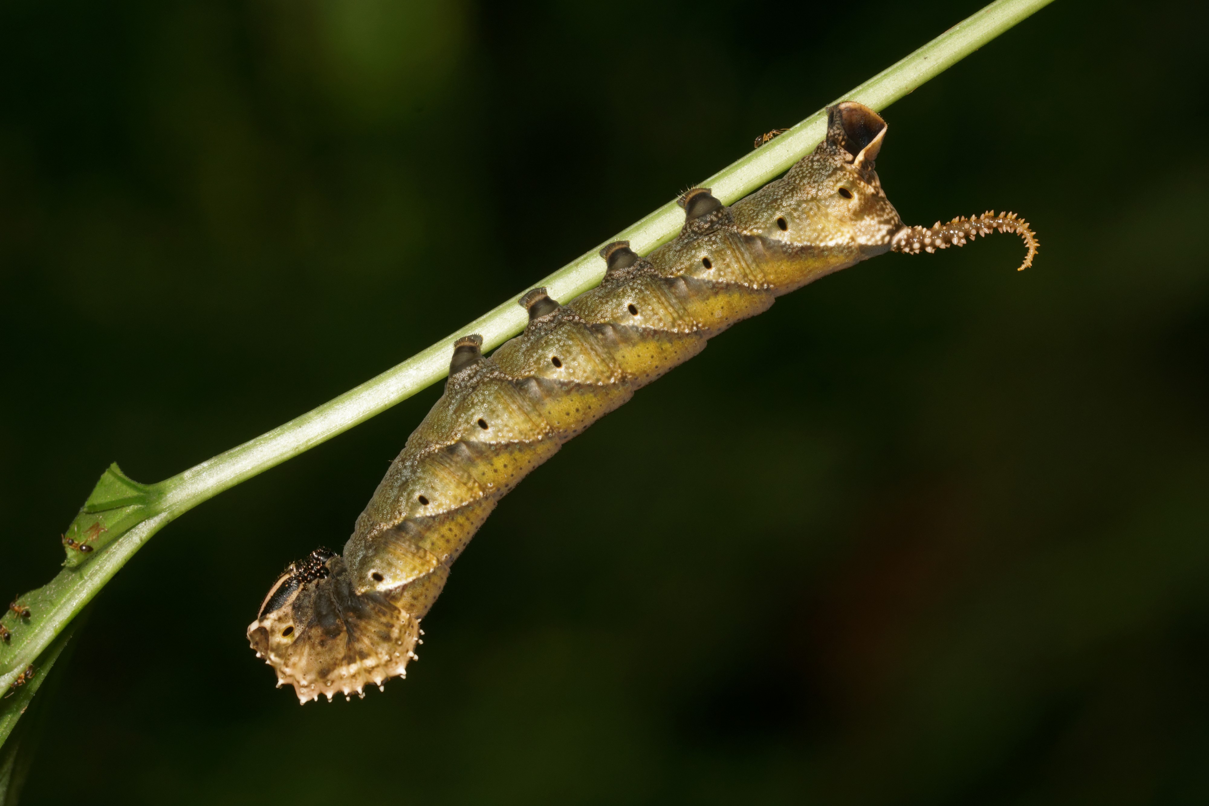 Acherontia-Kadavoor-2016-06-23-001
