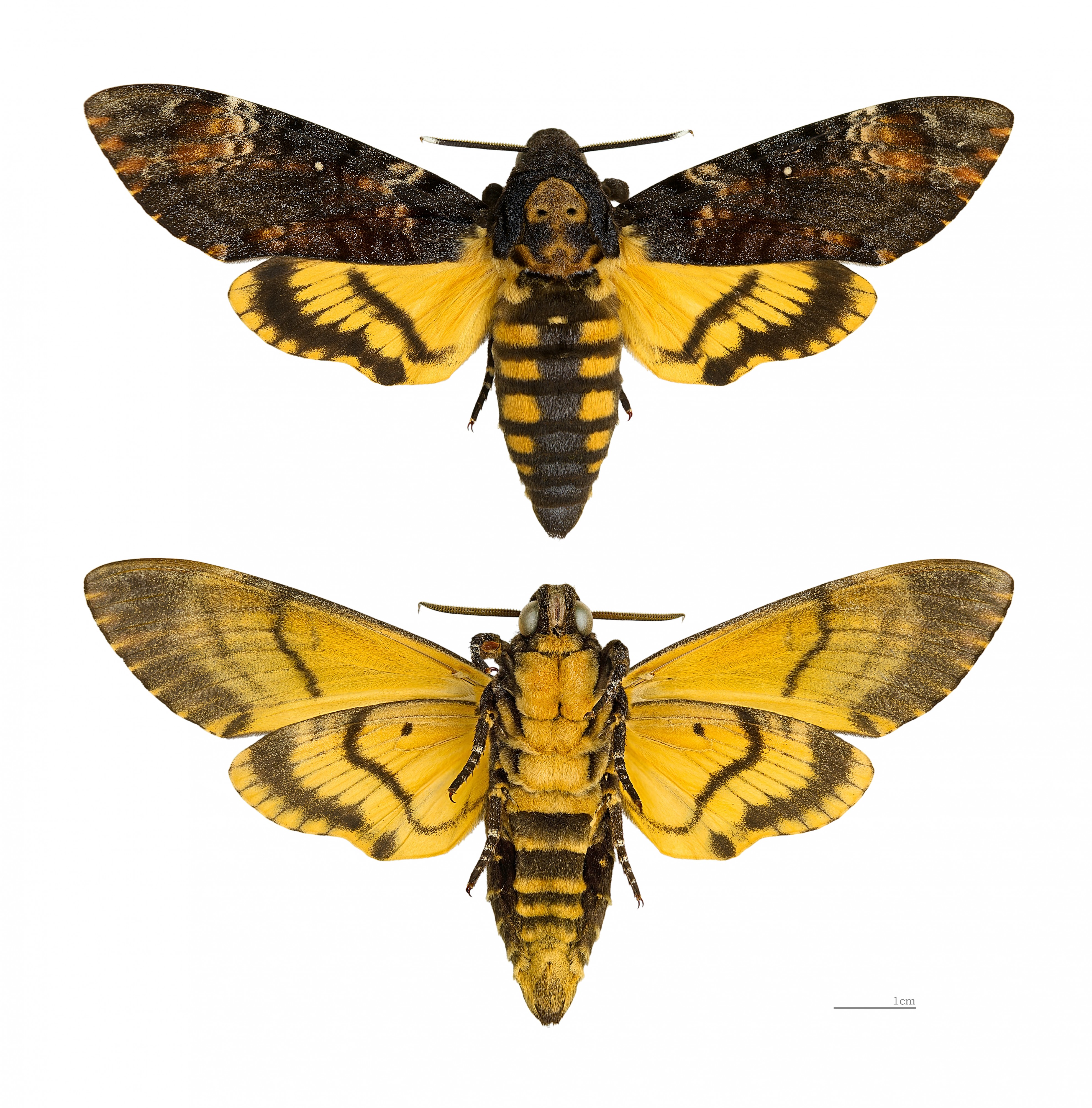 Acherontia atropos MHNT
