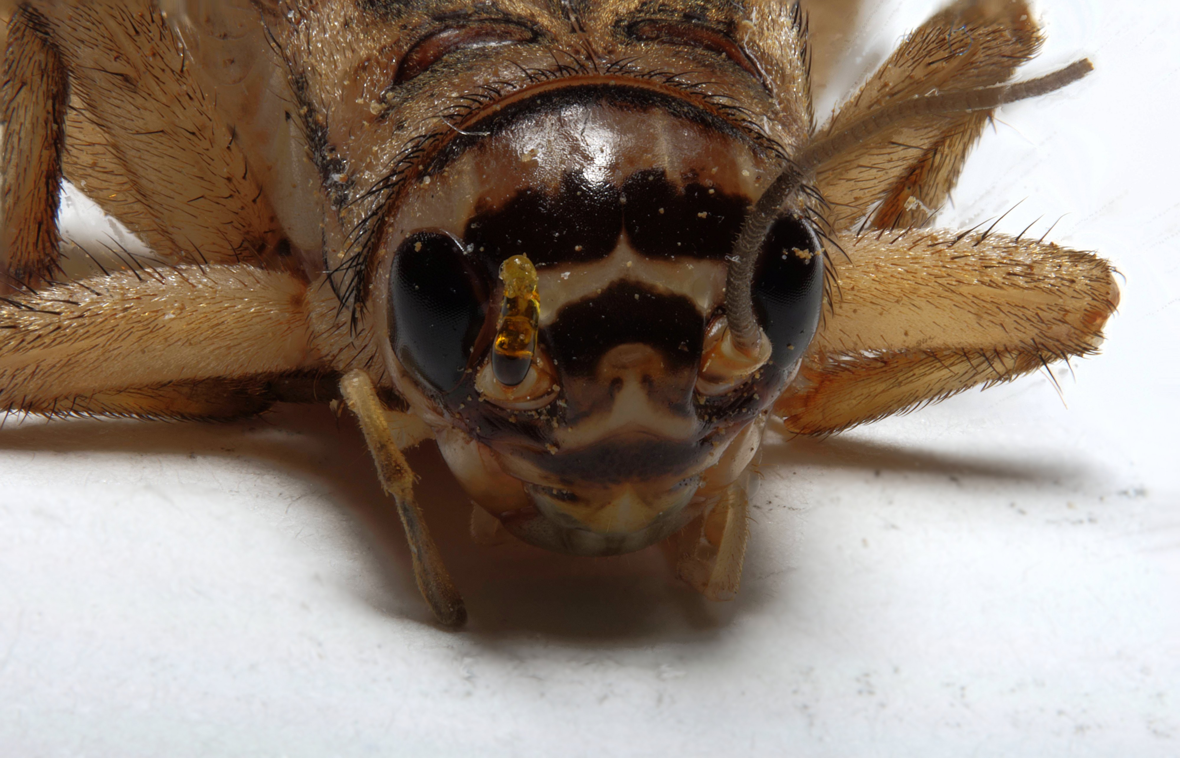 Acheta domesticus head161217 2