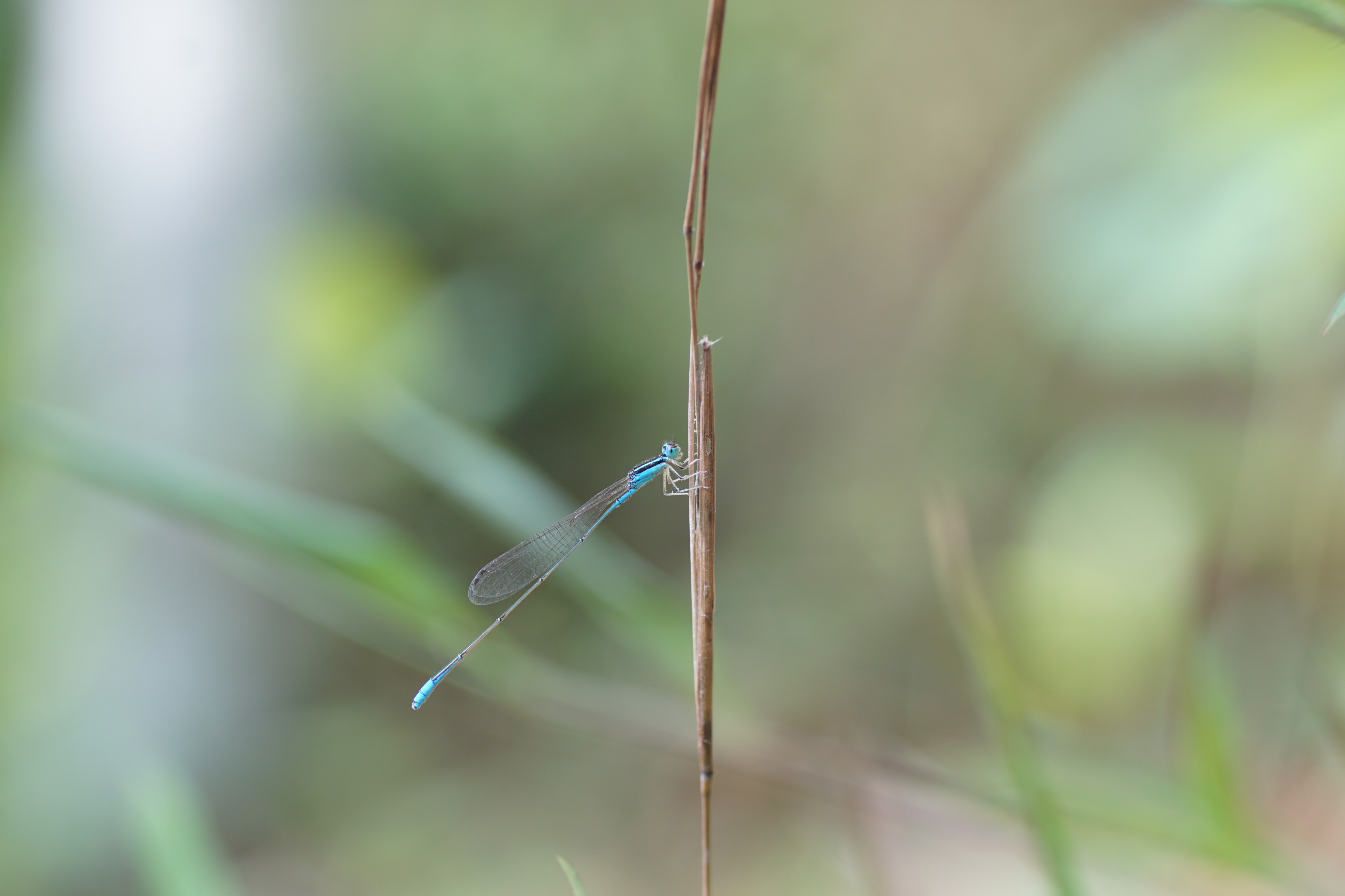 Aciagrion occidentale 01944